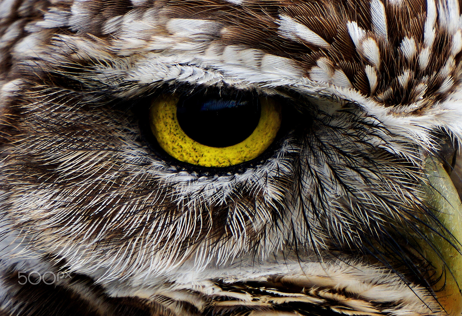 Sony E 55-210mm F4.5-6.3 OSS sample photo. Eye of beholder photography