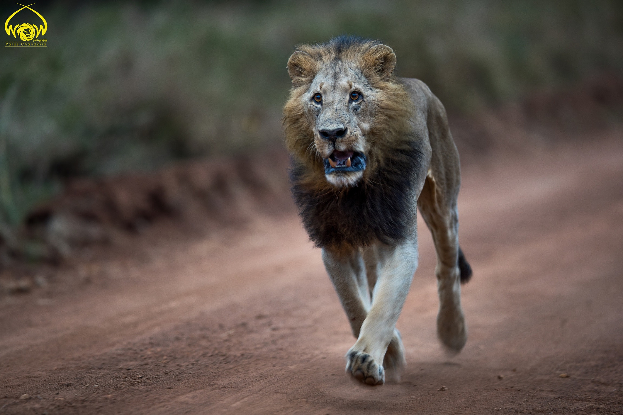 Canon EF 400mm F2.8L IS II USM sample photo. Cheru's charge!!! photography