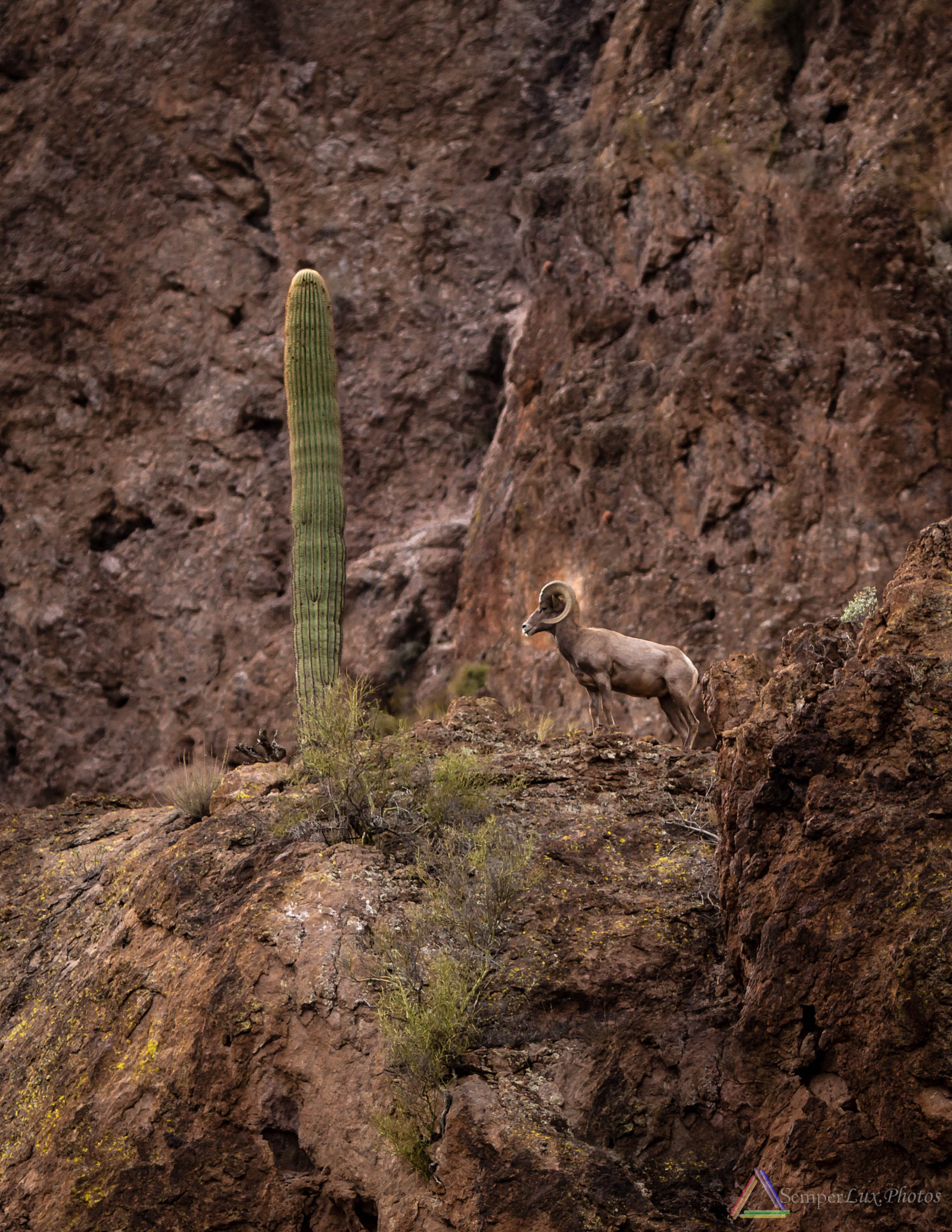 Canon EF 70-200mm F2.8L IS USM sample photo. Big horn sheep photography