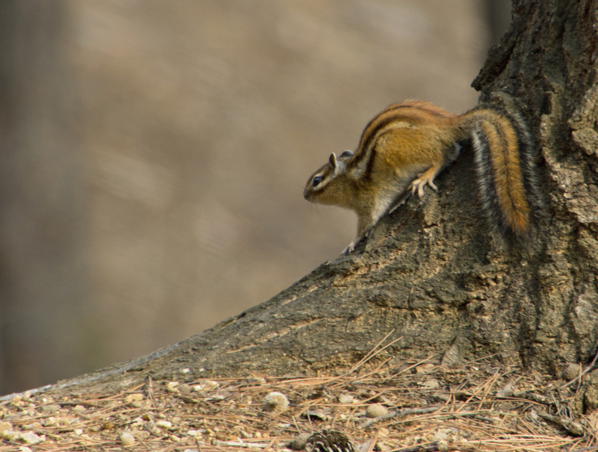 Canon EOS 60D sample photo. Chipmunk photography