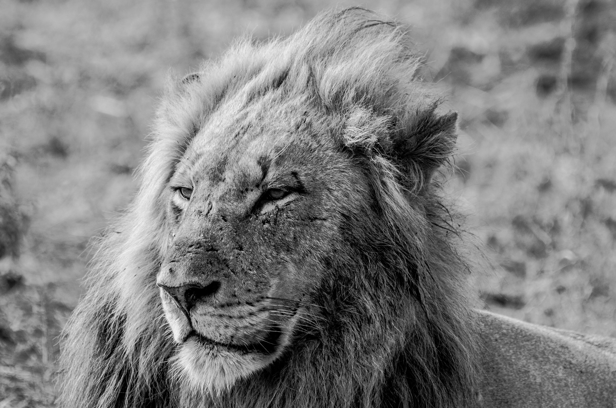 Pentax K-5 II sample photo. Lion king photography