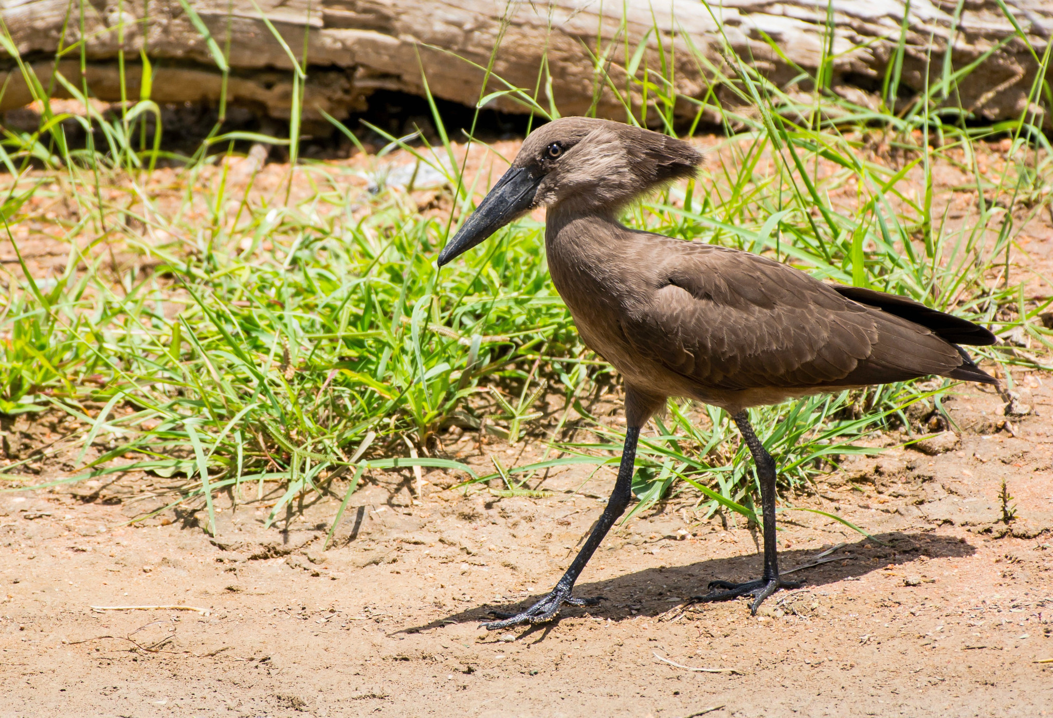 Nikon AF-S Nikkor 200-500mm F5.6E ED VR sample photo. Hamerkop photography
