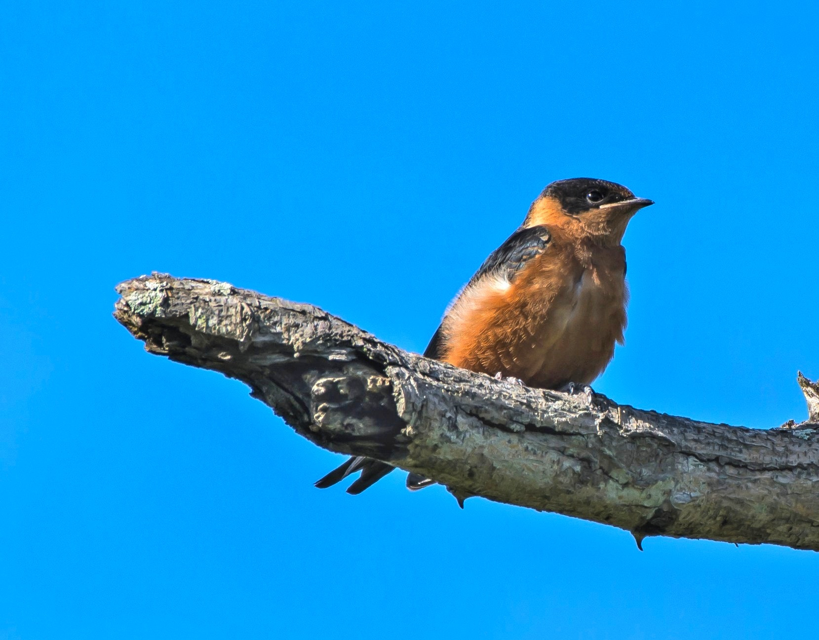 Nikon AF-S Nikkor 200-500mm F5.6E ED VR sample photo. Red-breasted swallow photography