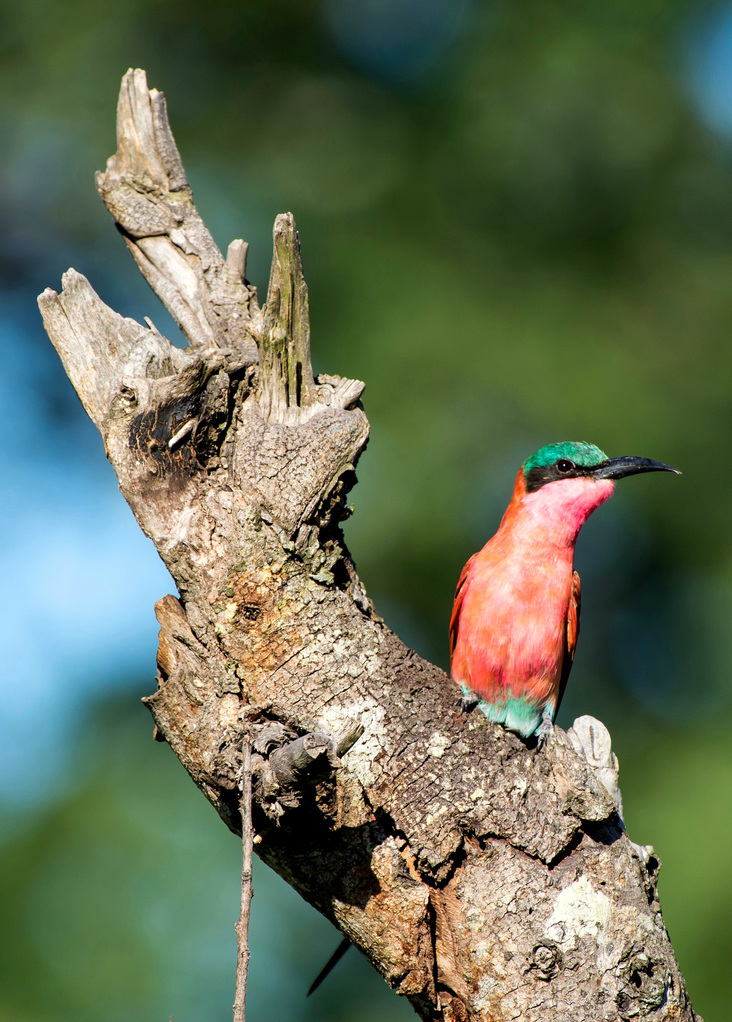 Nikon AF-S Nikkor 200-500mm F5.6E ED VR sample photo. Southern carmine bee-eater photography