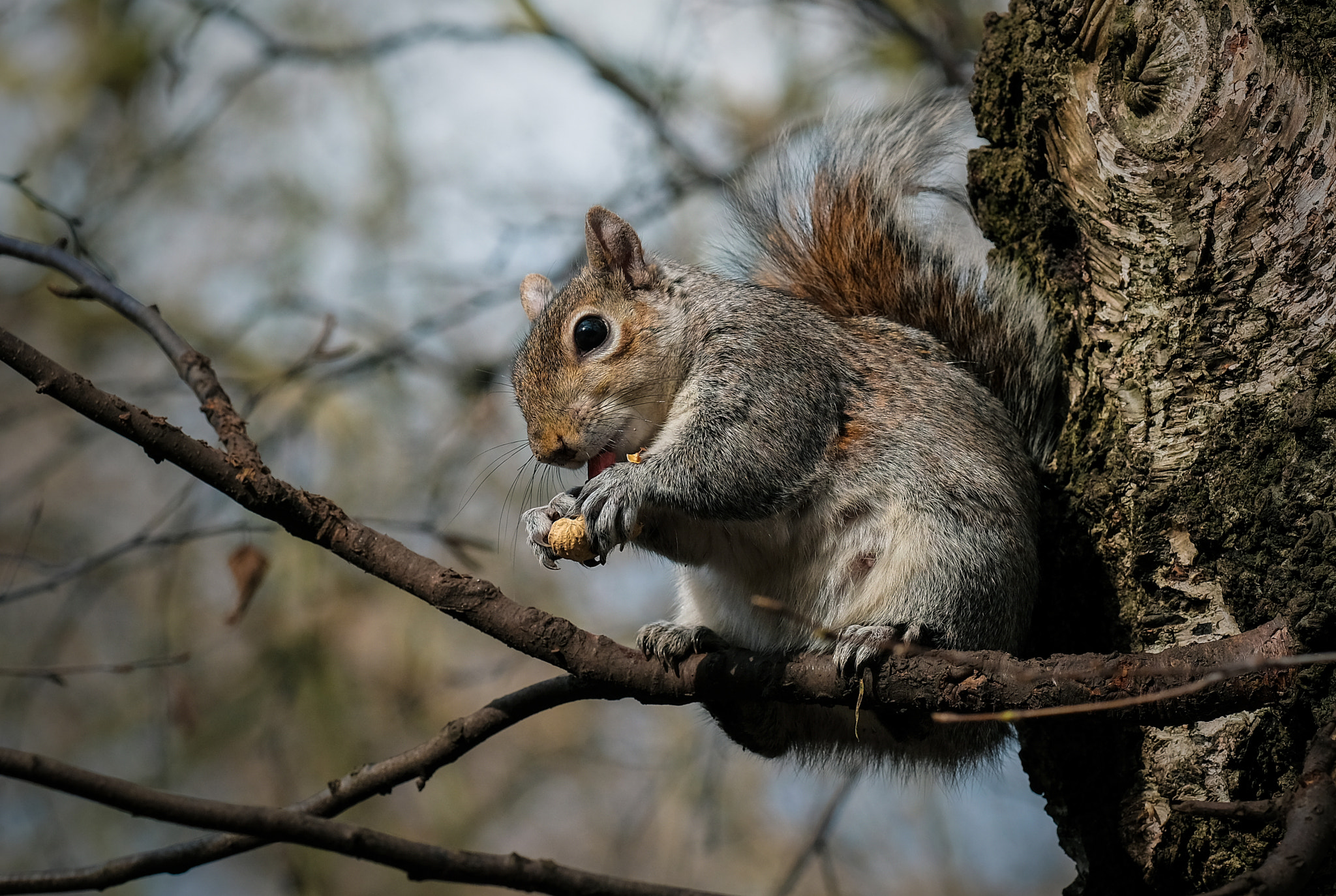 Fujifilm X-T2 + Fujifilm XF 90mm F2 R LM WR sample photo. Squirrel from the block photography