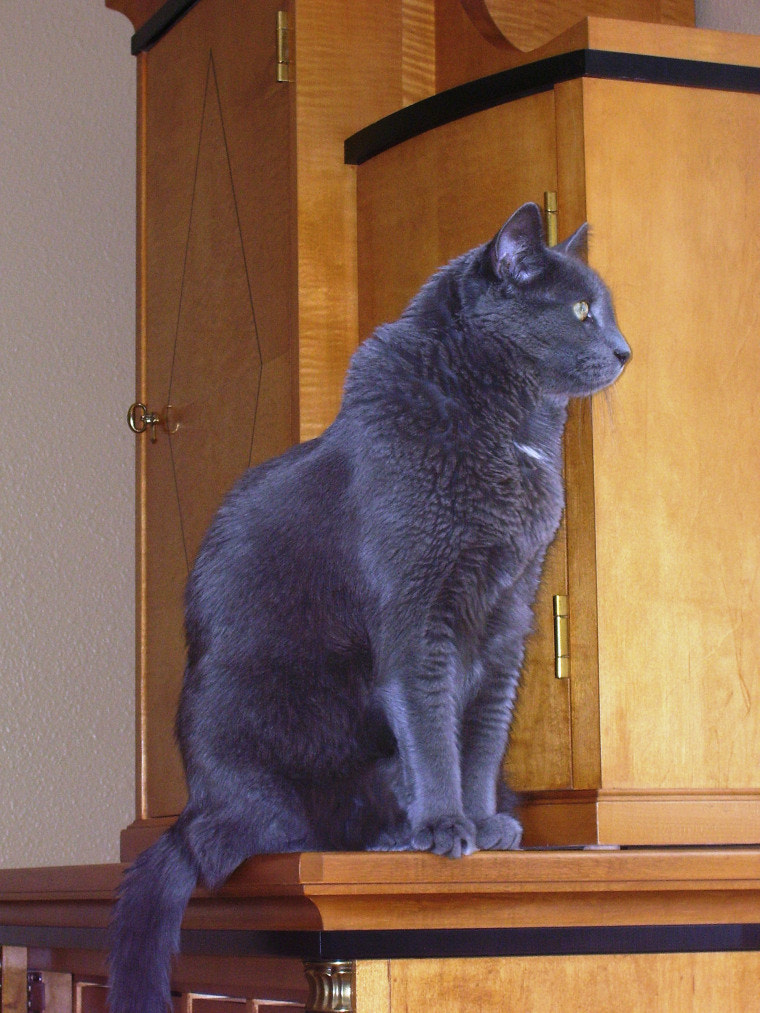 Kodak C340 ZOOM DIGITAL CAMERA sample photo. How soon is it thinkable to replace your faithful feline companion when he or she passes on? photography