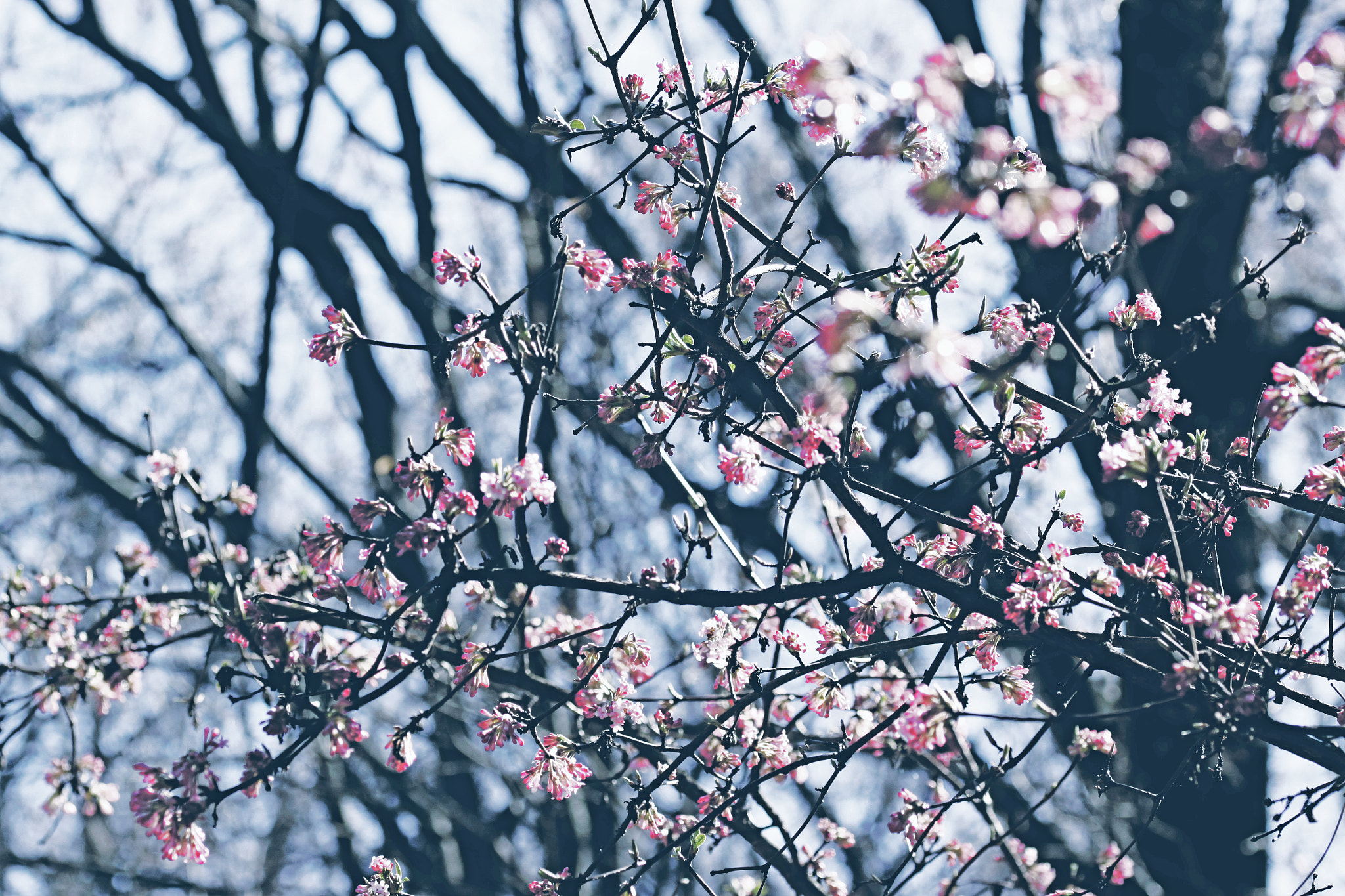 Sigma 105mm F2.8 EX DG OS HSM sample photo. Spring 17/1 photography