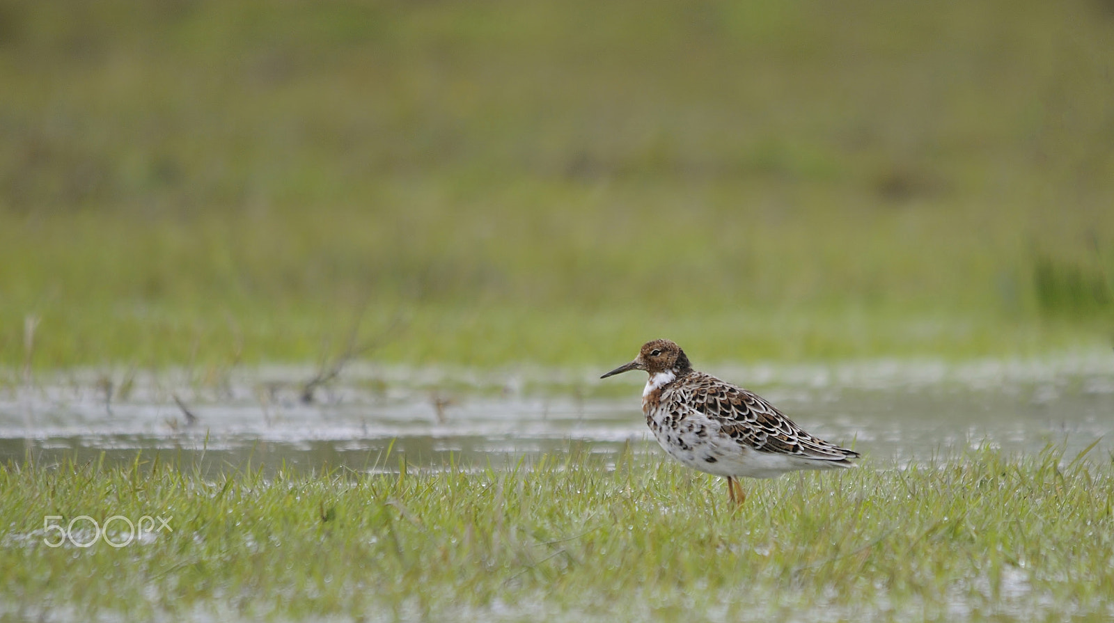 Nikon D300S + Sigma 150-500mm F5-6.3 DG OS HSM sample photo. Ruff photography