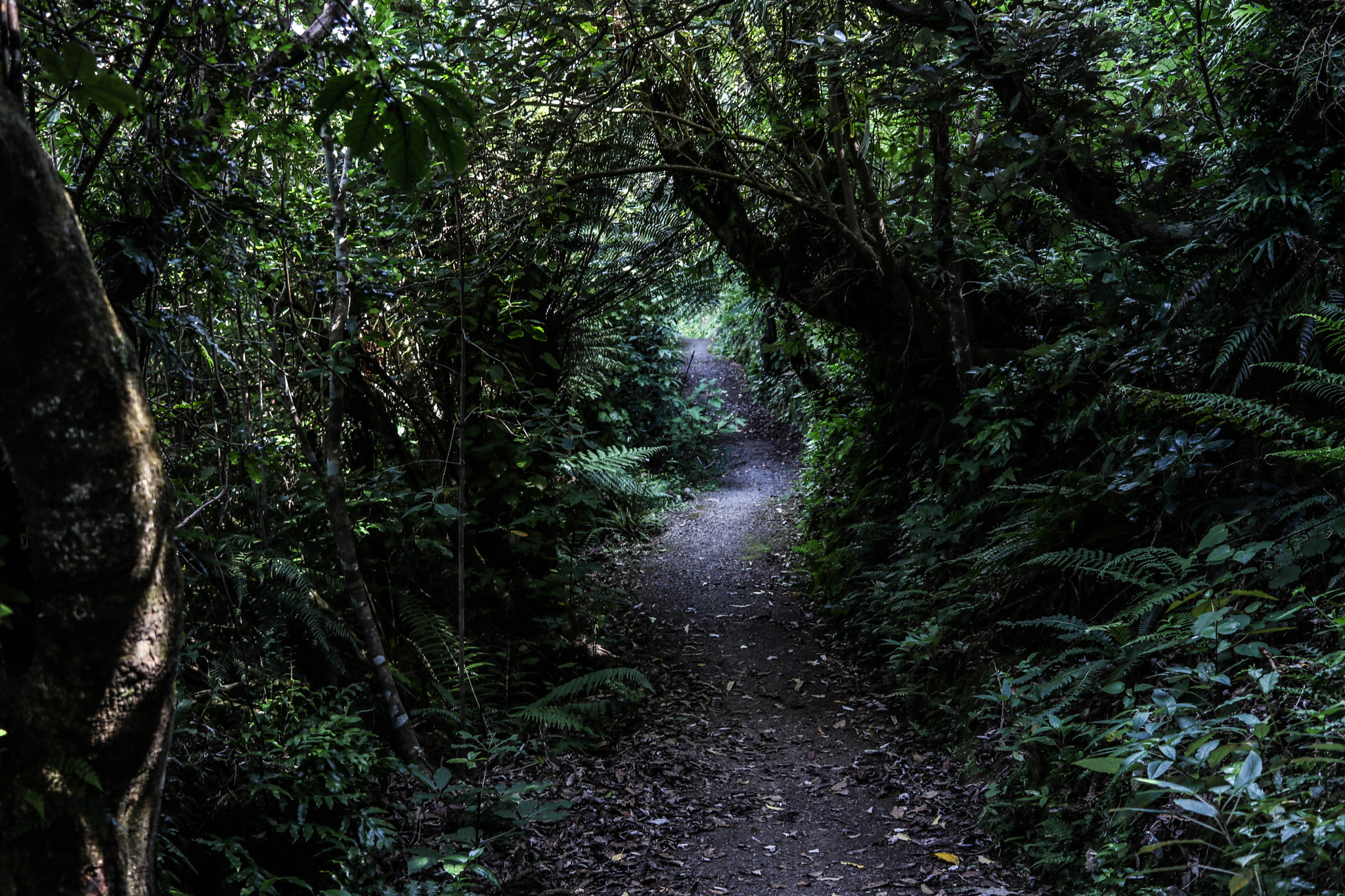 Canon EF-S 24mm F2.8 STM sample photo. Under the trees photography