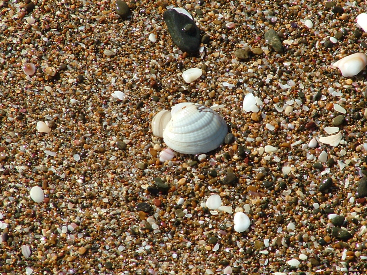 Fujifilm FinePix S3000 sample photo. Sea shell on the sea shore photography