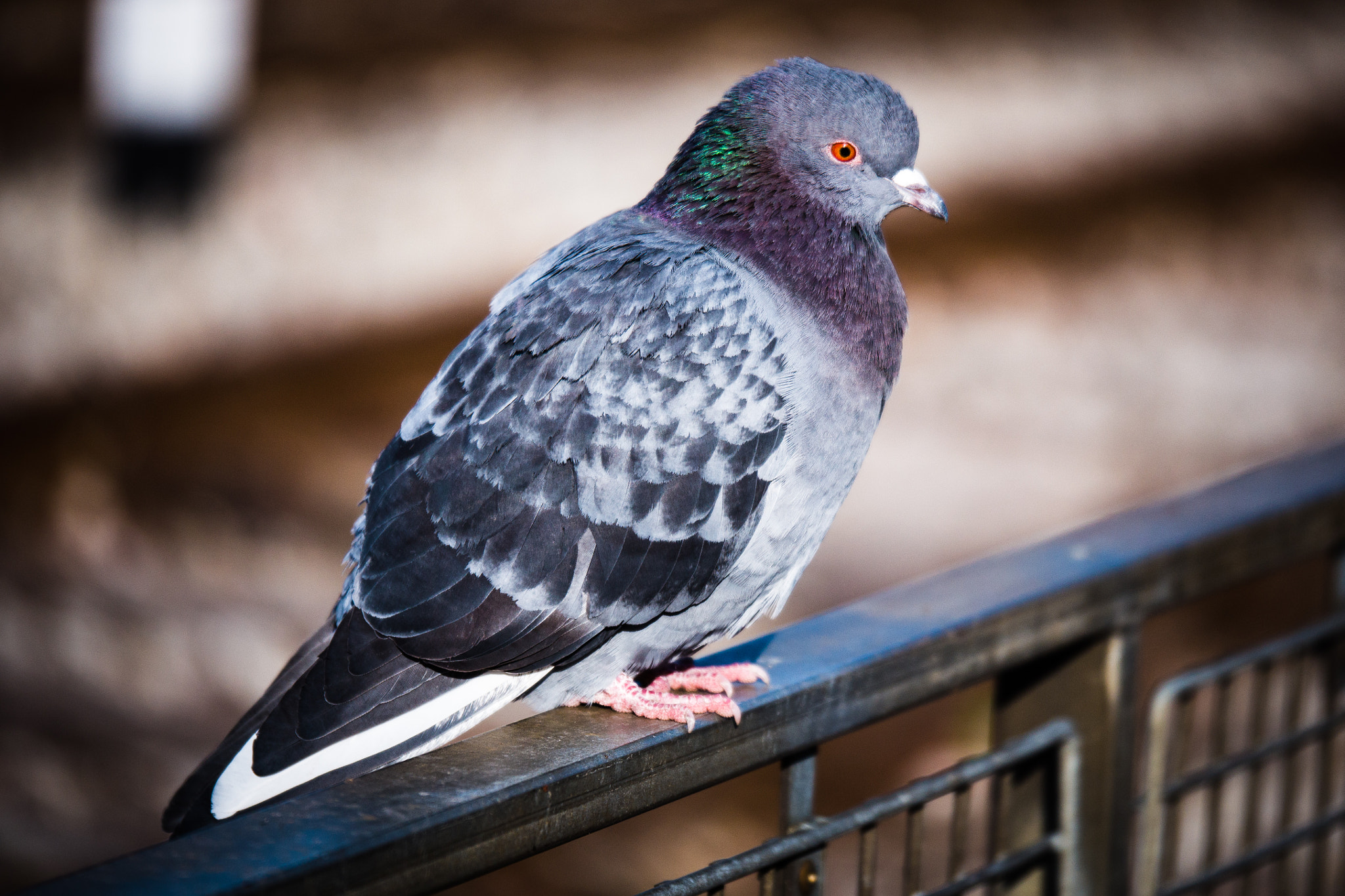 Panasonic Lumix G X Vario 35-100mm F2.8 OIS sample photo. Pigeon on railing photography