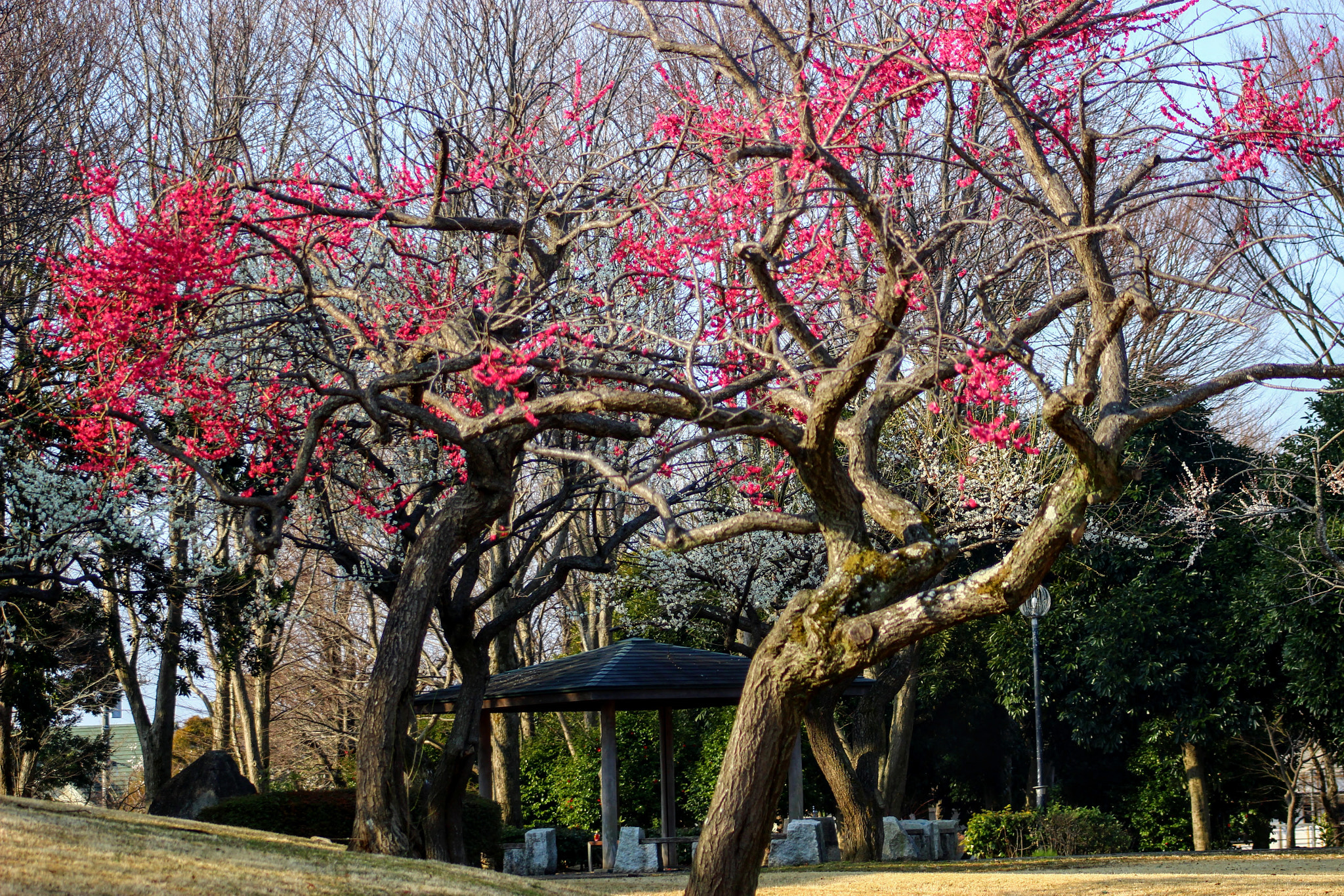 Canon EF 75-300mm f/4-5.6 USM sample photo. 紅梅 photography