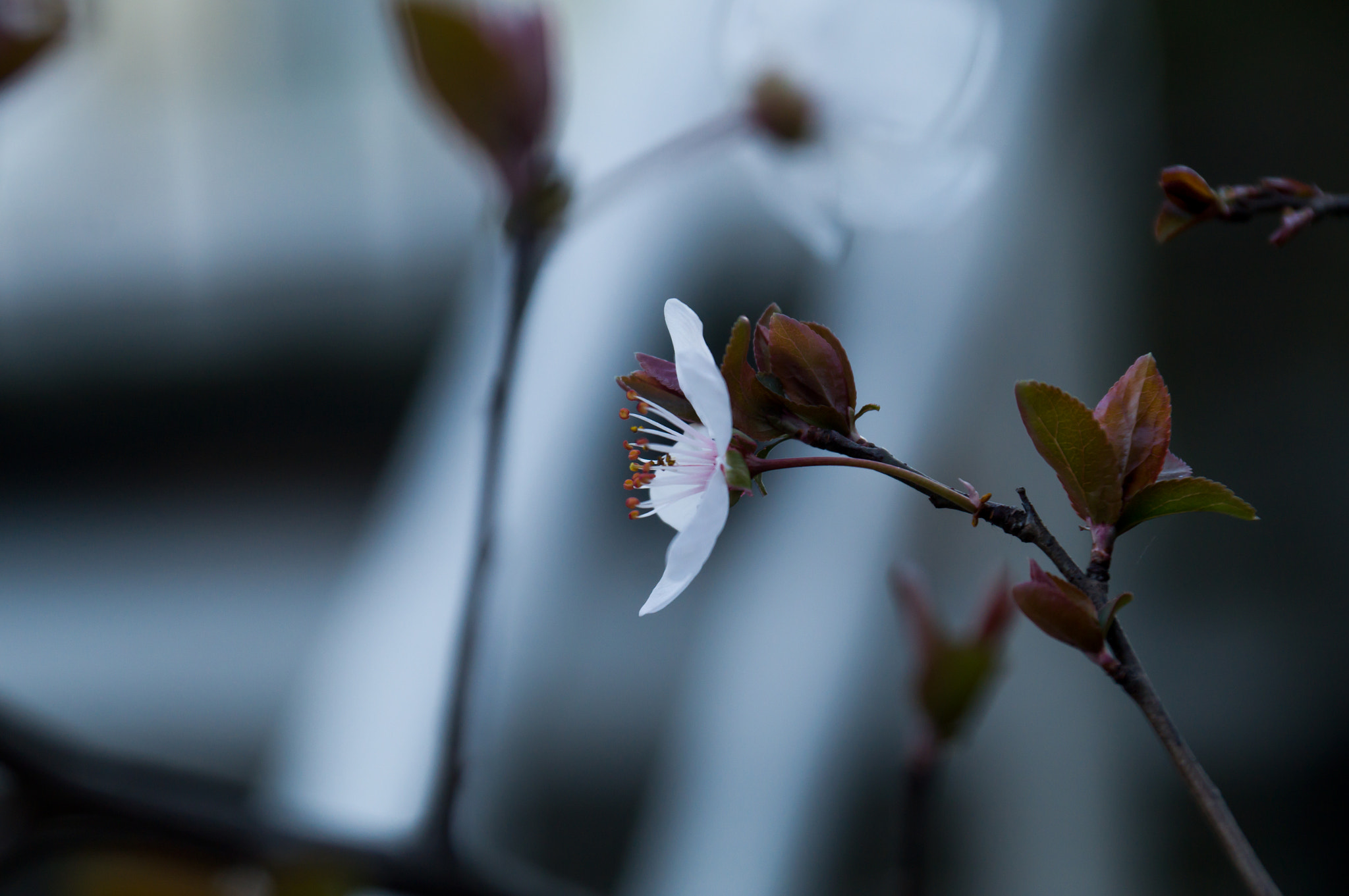 Sony SLT-A37 sample photo