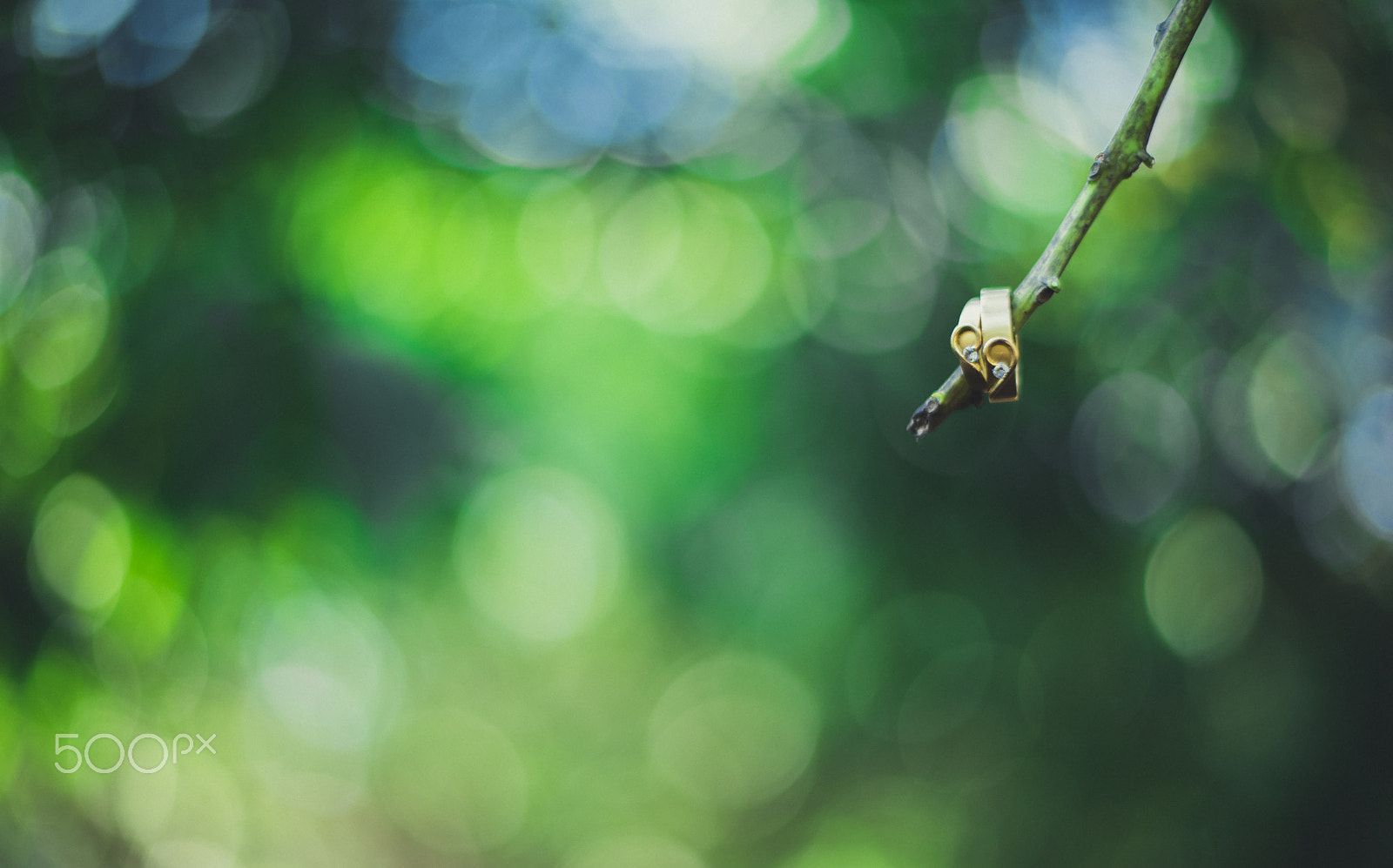 Nikon D810 + Nikon AF-S Nikkor 50mm F1.4G sample photo. Hanged with love <3 photography