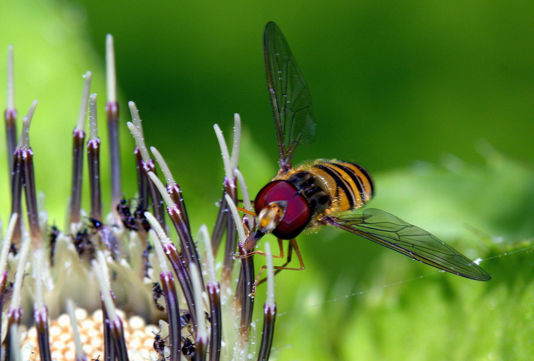 Canon EF 100mm F2.8 Macro USM sample photo. Samsund photography