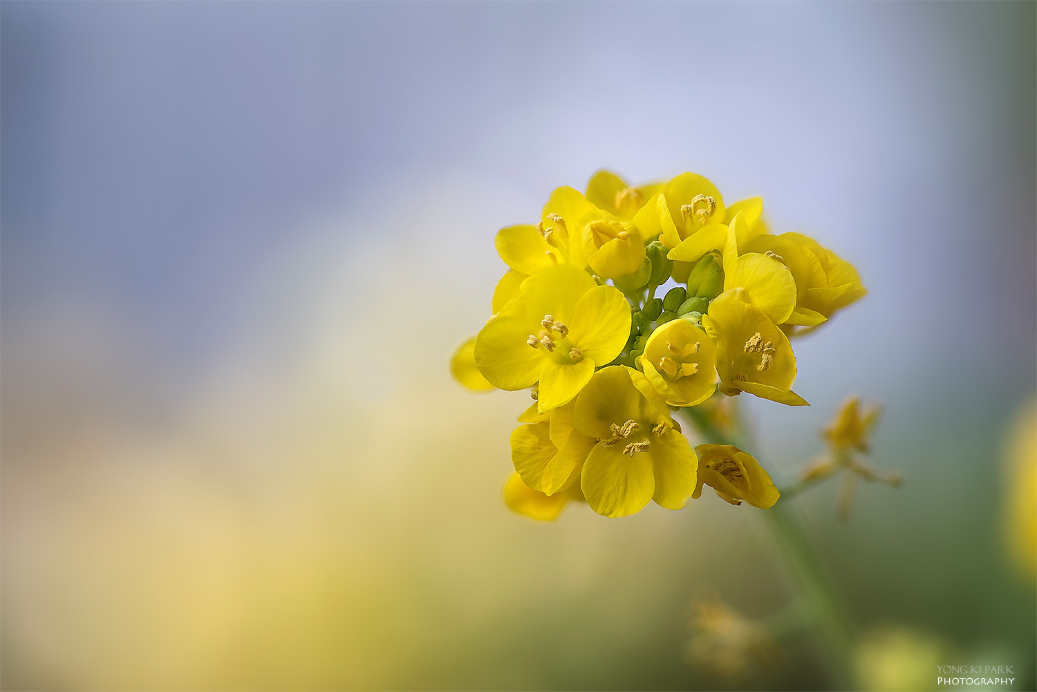 Pentax smc D-FA 100mm F2.8 Macro WR sample photo. Spring of the south-5 photography