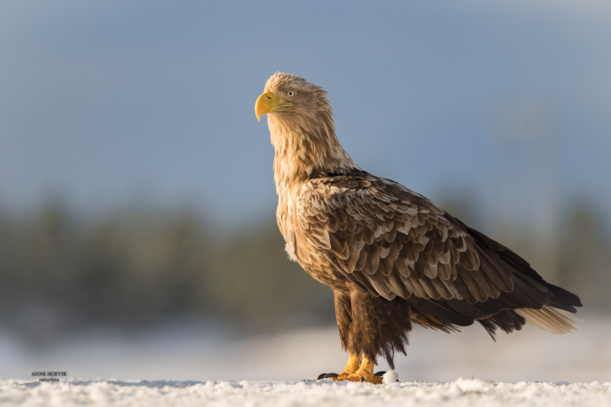 Canon EF 300mm F2.8L IS II USM sample photo. White tailed sea eagle photography
