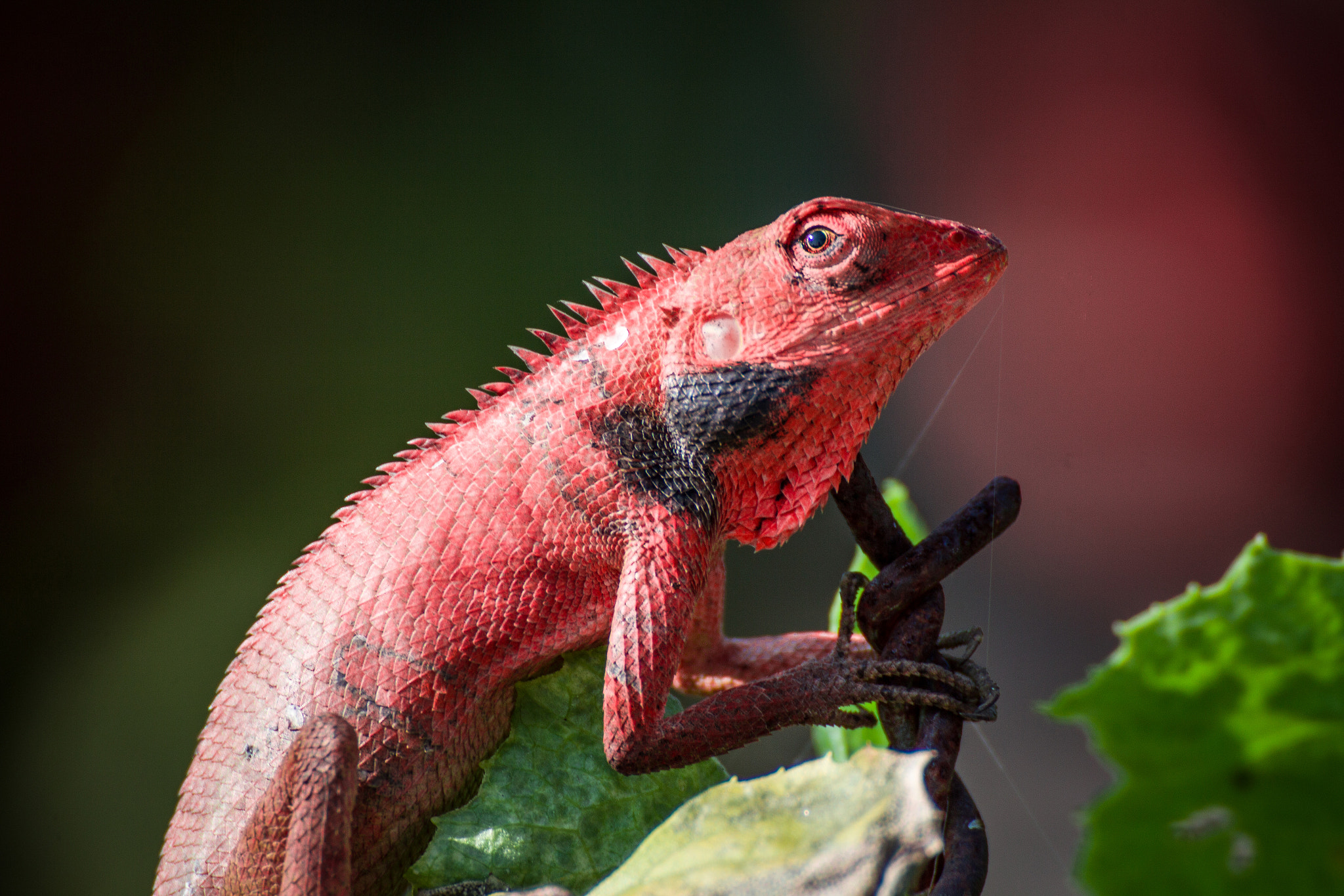Canon EOS 60D sample photo. Eo photography