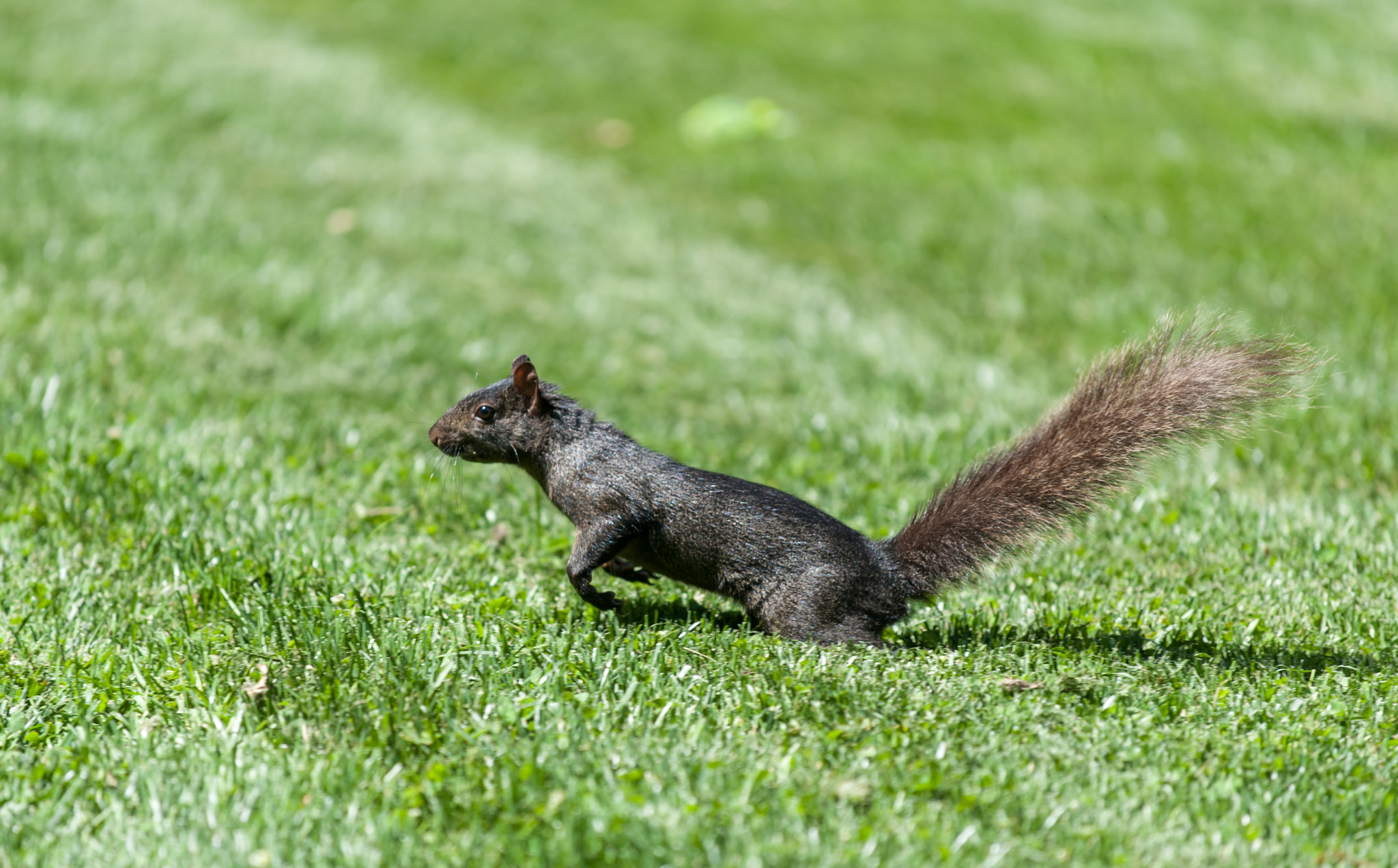 Nikon D700 sample photo. Black squirrel in new york botanical garden, bronx photography