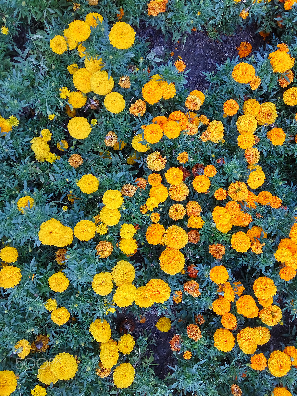 Xiaomi HM Note 2 sample photo. Flowerbed with multicolored marigold photography