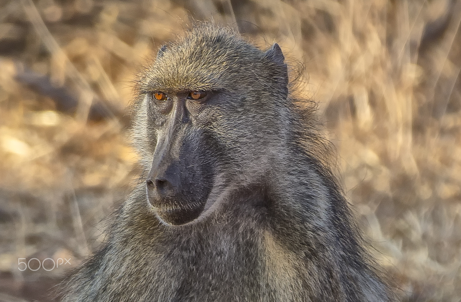 Canon EOS 6D + Canon EF 70-200mm F2.8L IS II USM sample photo. Baboon portrait photography