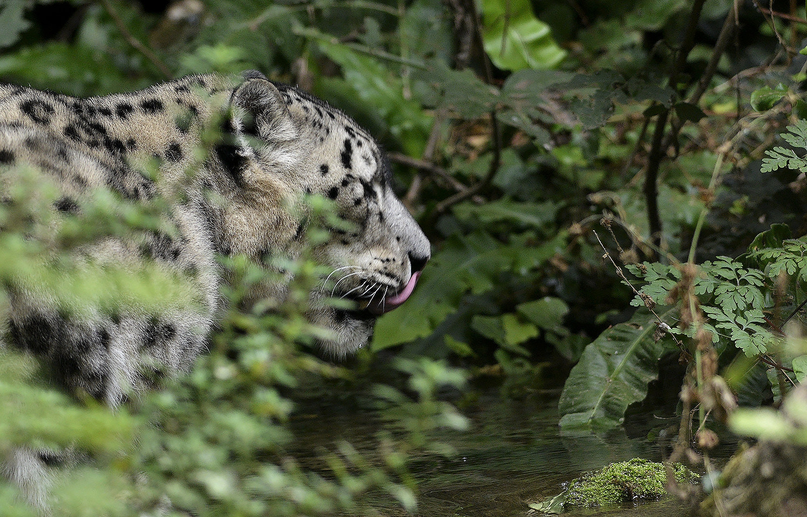 Nikon D7000 + Sigma 150-500mm F5-6.3 DG OS HSM sample photo. Snow leopard photography