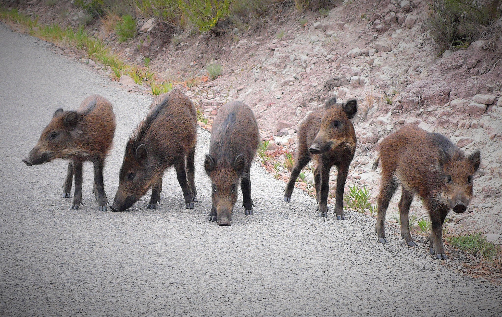 Panasonic DMC-LX2 sample photo. 5x wild boars photography