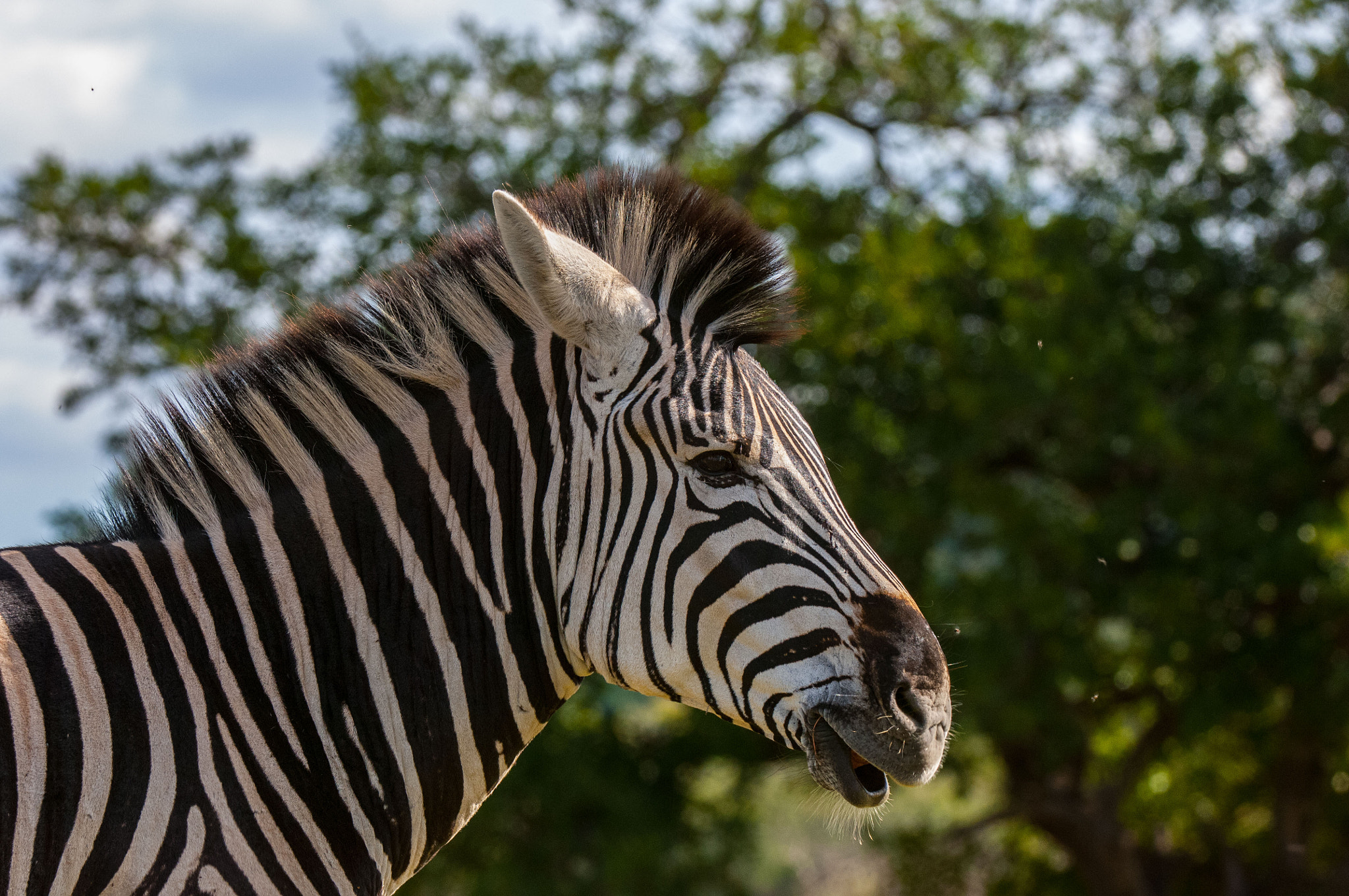 Nikon D2X sample photo. Portrait of a zebra photography