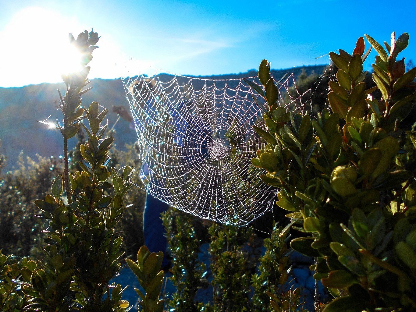 Nikon COOLPIX S2800 sample photo. Spider net in verdon photography