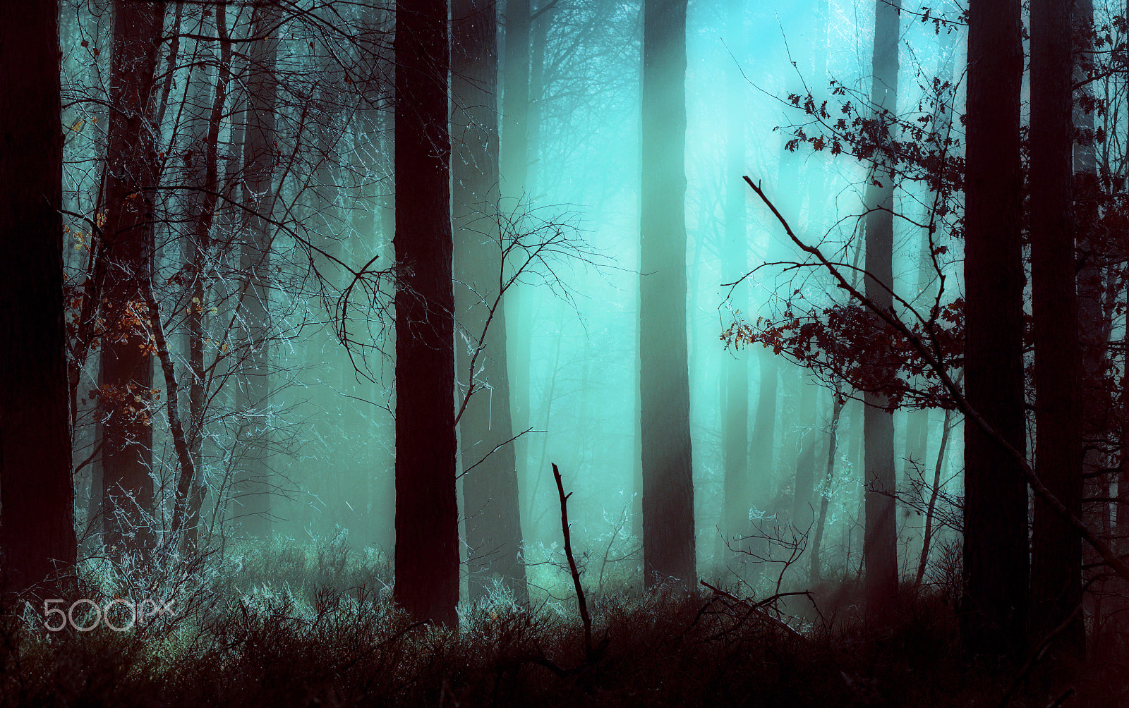 Canon EF 70-200mm F2.8L USM sample photo. Monday morning silence in forest photography