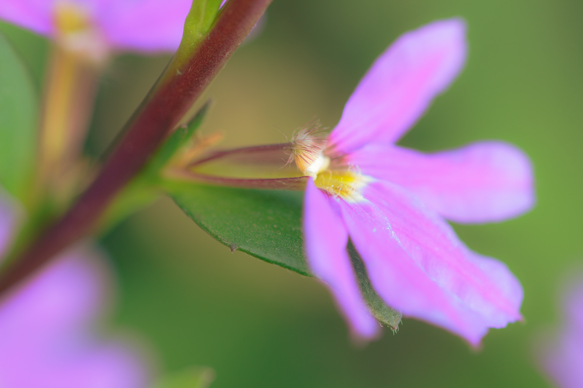 Sigma 105mm F2.8 EX DG OS HSM sample photo. Nature photography