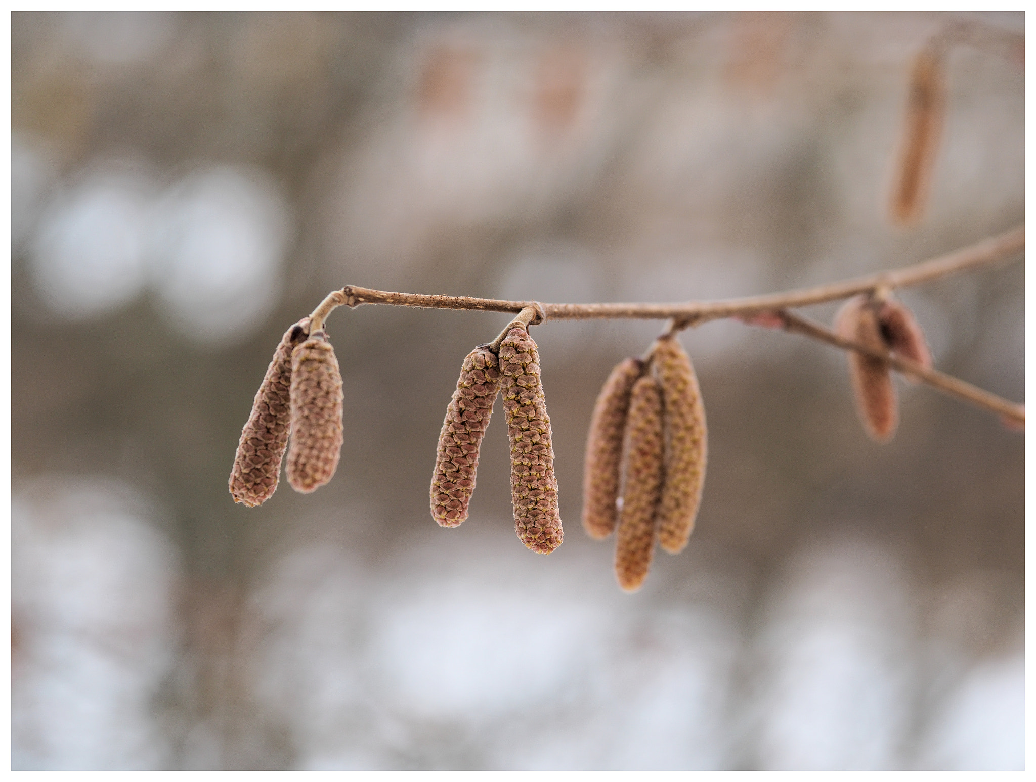 Sigma 60mm F2.8 DN Art sample photo. S.t. photography