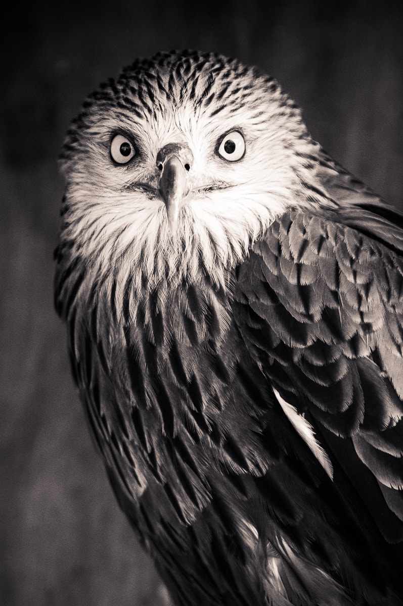 Sigma 70-200mm F2.8 EX DG OS HSM sample photo. Bella rossa photography