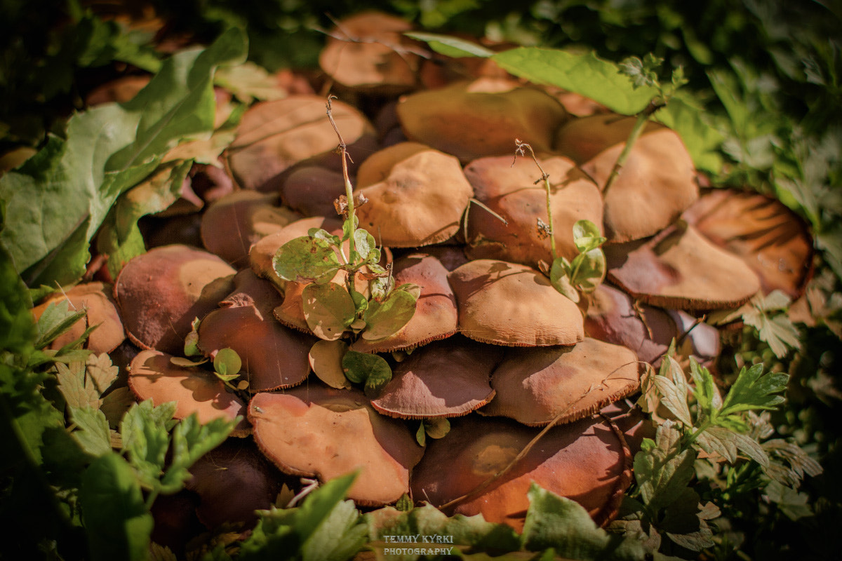 Canon EF 28mm F1.8 USM sample photo. Mushrooms photography