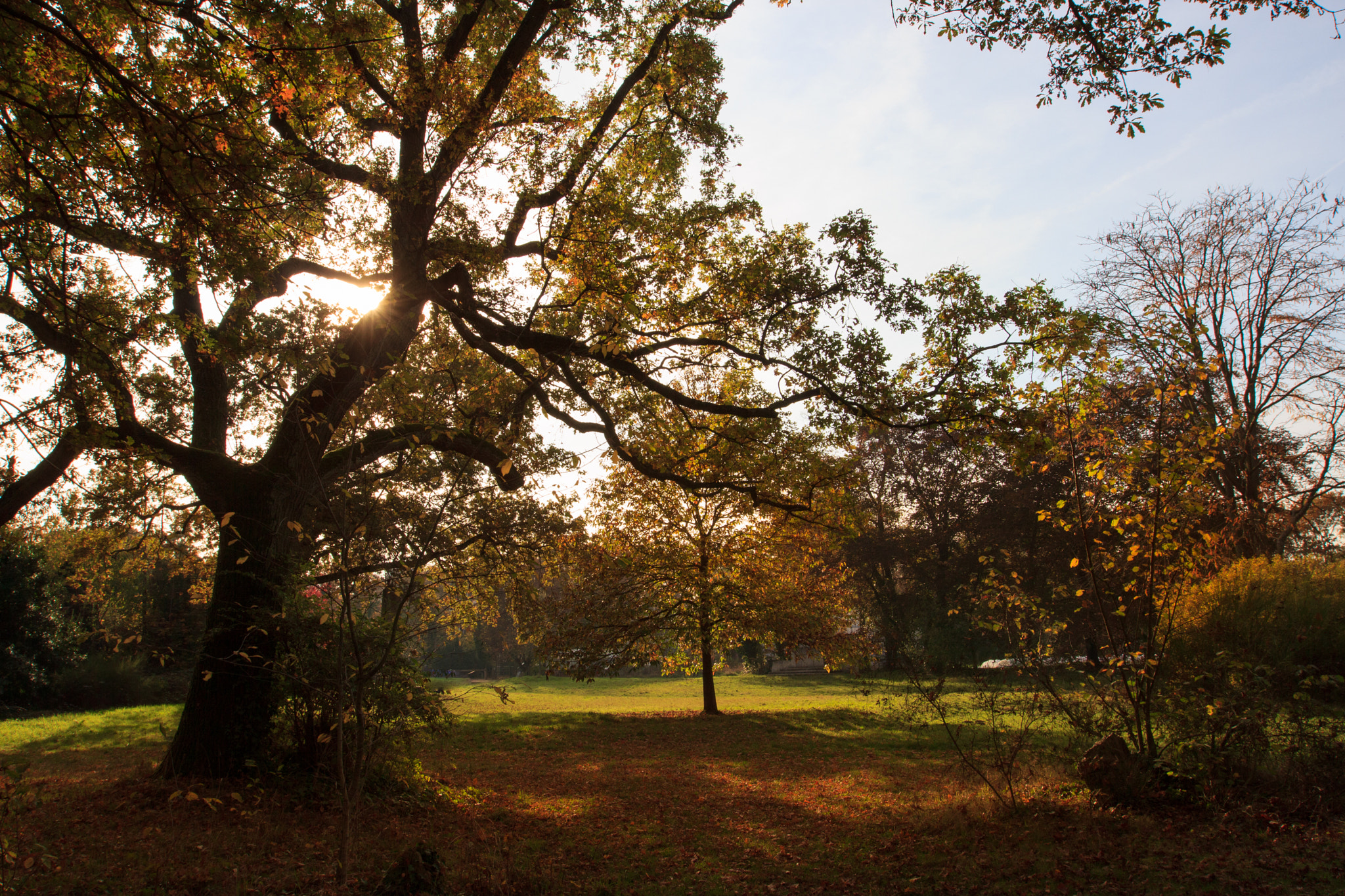 Canon EF 16-35mm F2.8L II USM sample photo. Dans les branches photography