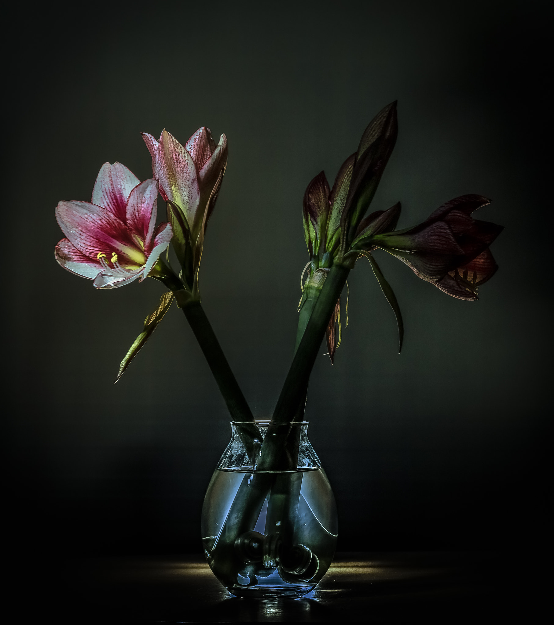 Sigma 105mm F2.8 EX DG OS HSM sample photo. Amaryllis photography