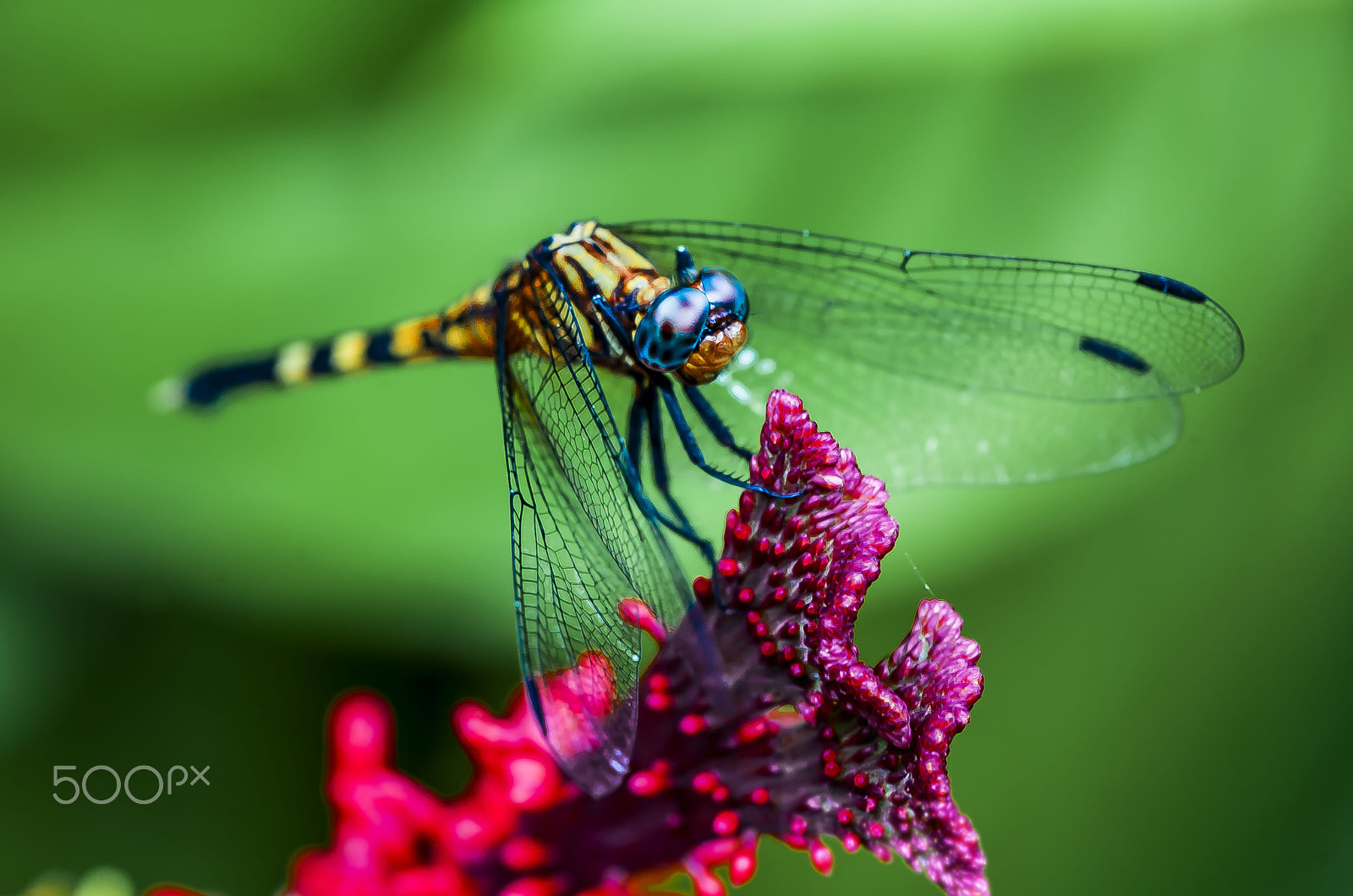 Sigma APO Macro 150mm f/2.8 EX DG HSM sample photo. Dragonfly dreams photography
