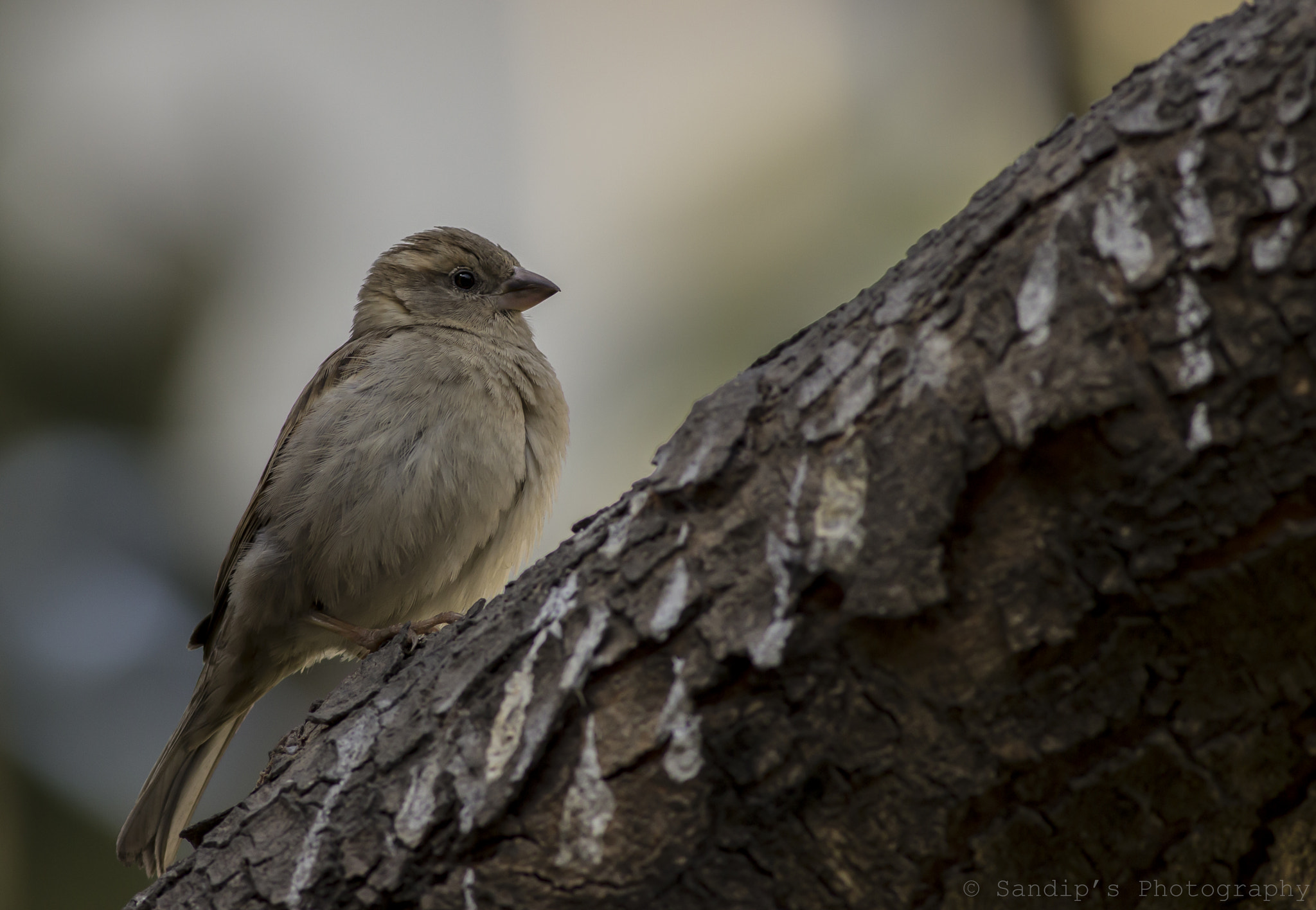 Canon EOS 600D (Rebel EOS T3i / EOS Kiss X5) + Canon EF 400mm F5.6L USM sample photo. Chestnus shouldered petronia..... photography