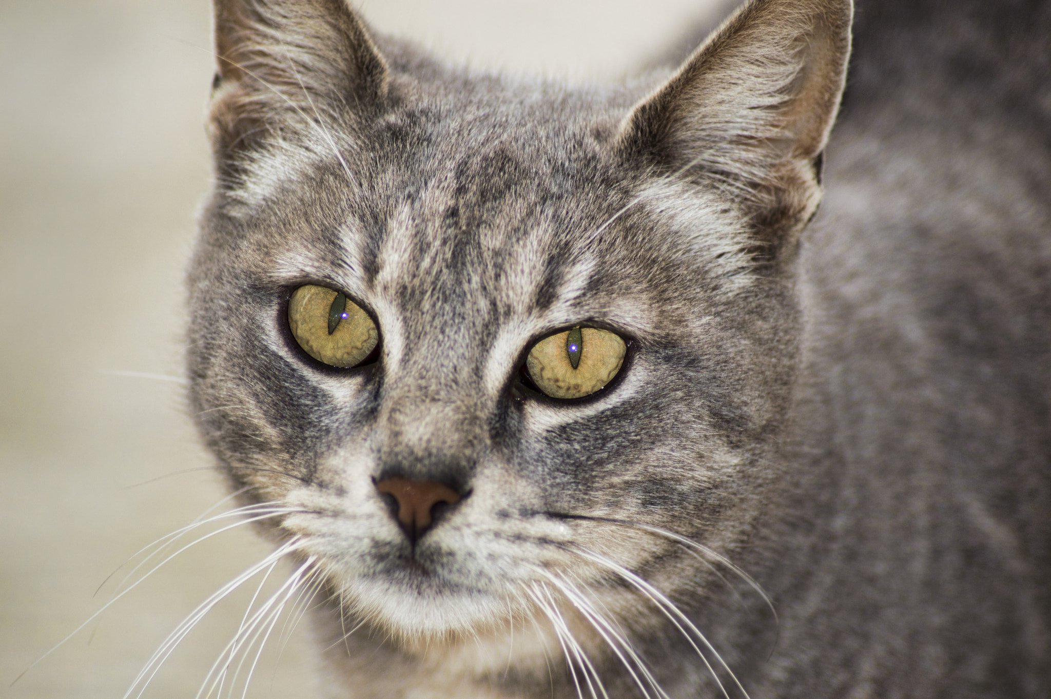 Nikon D3200 sample photo. Gatto01 photography