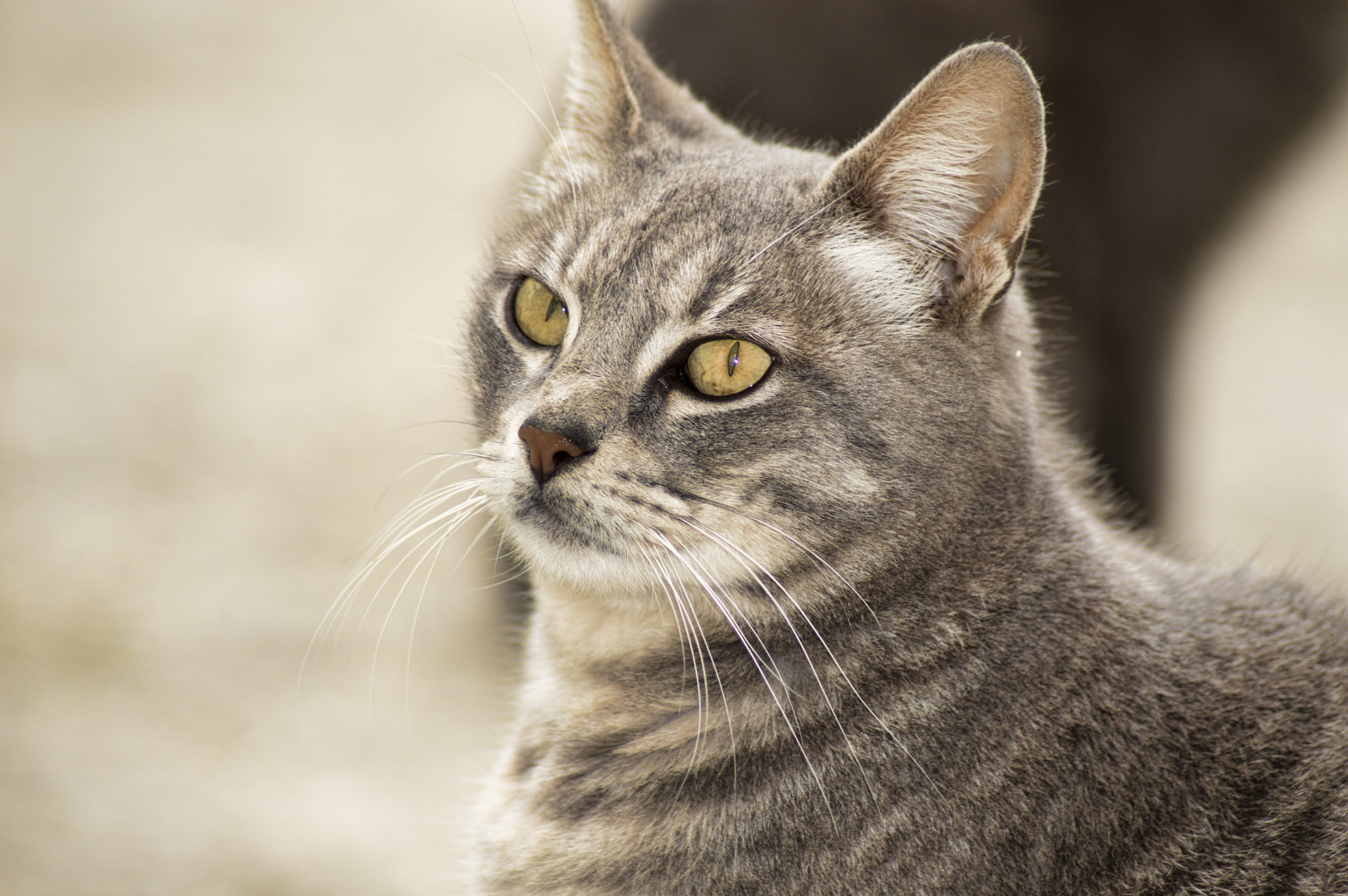 Nikon D3200 sample photo. Gatto02 photography