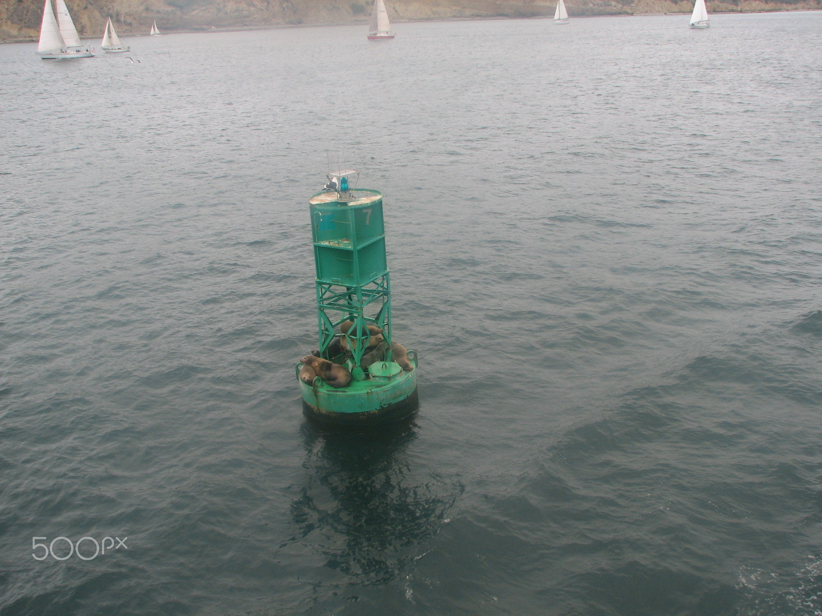 Canon POWERSHOT S2 IS sample photo. Seals resting on a buoy photography
