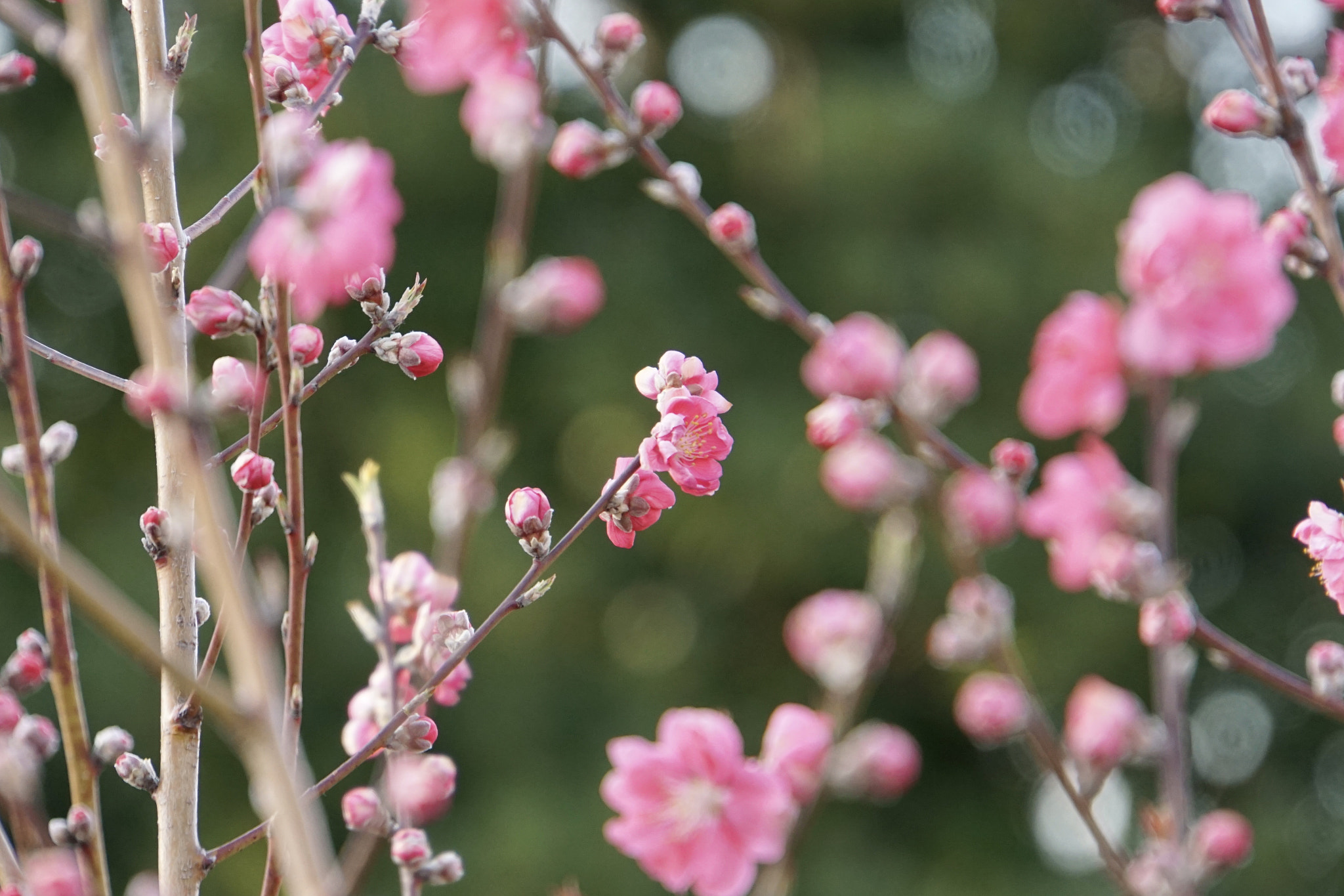 Sony a6000 + Sony E 18-200mm F3.5-6.3 sample photo. ＊*:｡peach fairies｡:*＊ photography