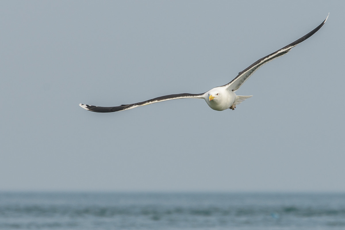 Nikon Nikkor AF-S 300mm F4E PF ED VR sample photo. Lesser black-backed gull photography