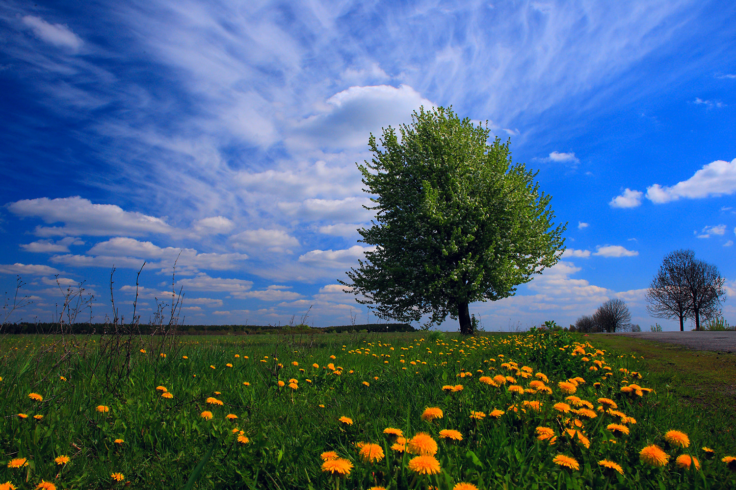 Canon EF 20mm F2.8 USM sample photo. Spring day photography