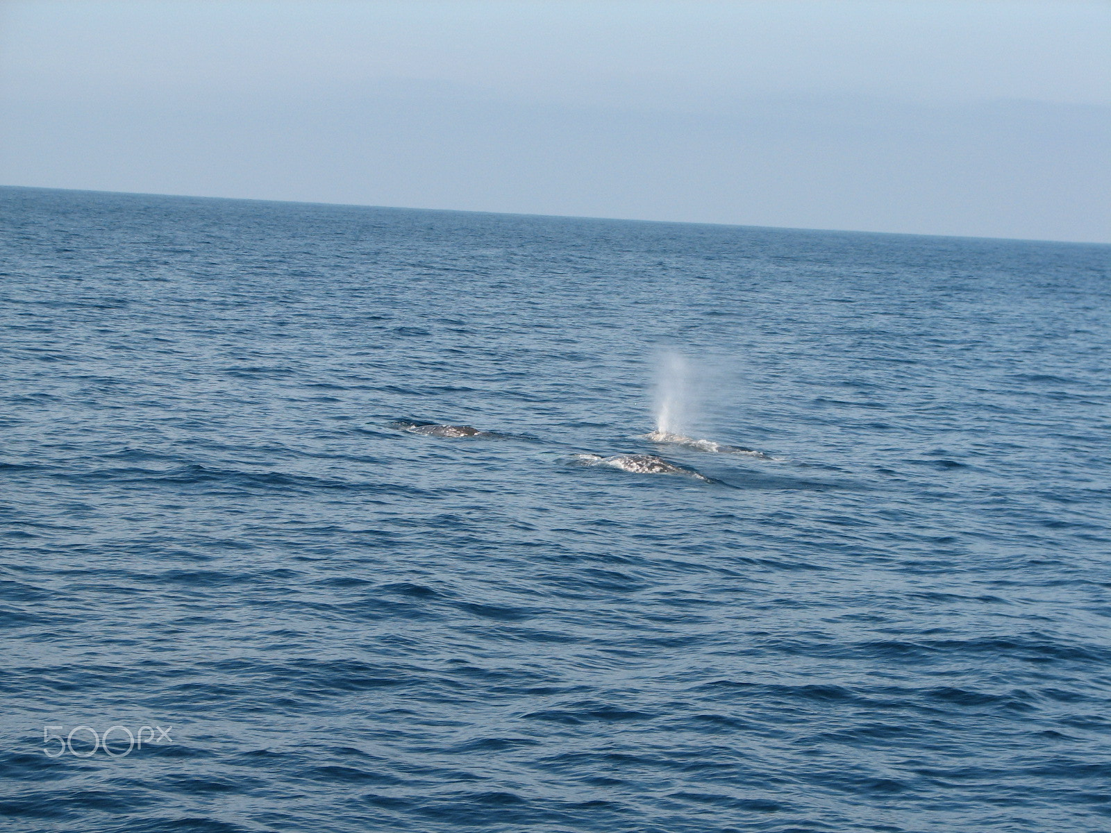 Canon POWERSHOT S2 IS sample photo. 3 whales at san diego photography