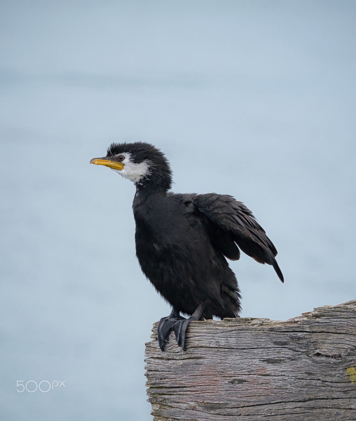Panasonic Lumix DMC-GH4 + LEICA DG 100-400/F4.0-6.3 sample photo. In a flap photography
