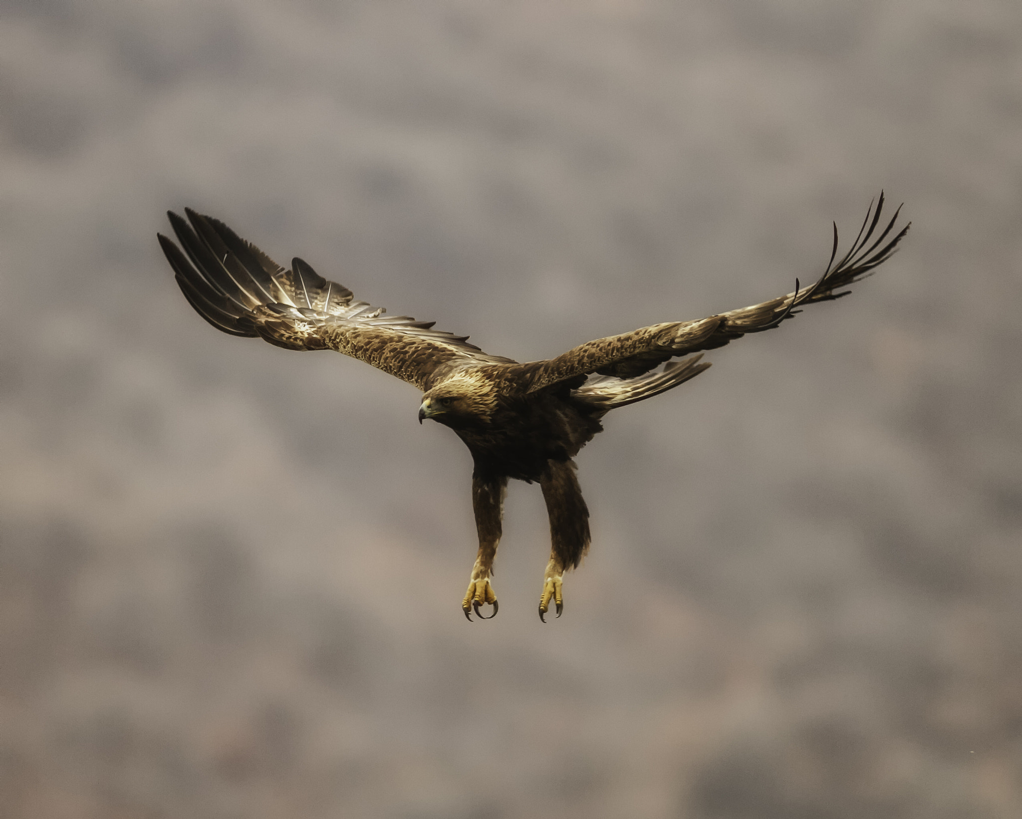 Canon EOS 7D + Canon EF 300mm f/2.8L sample photo. Aquila chrisaetus photography