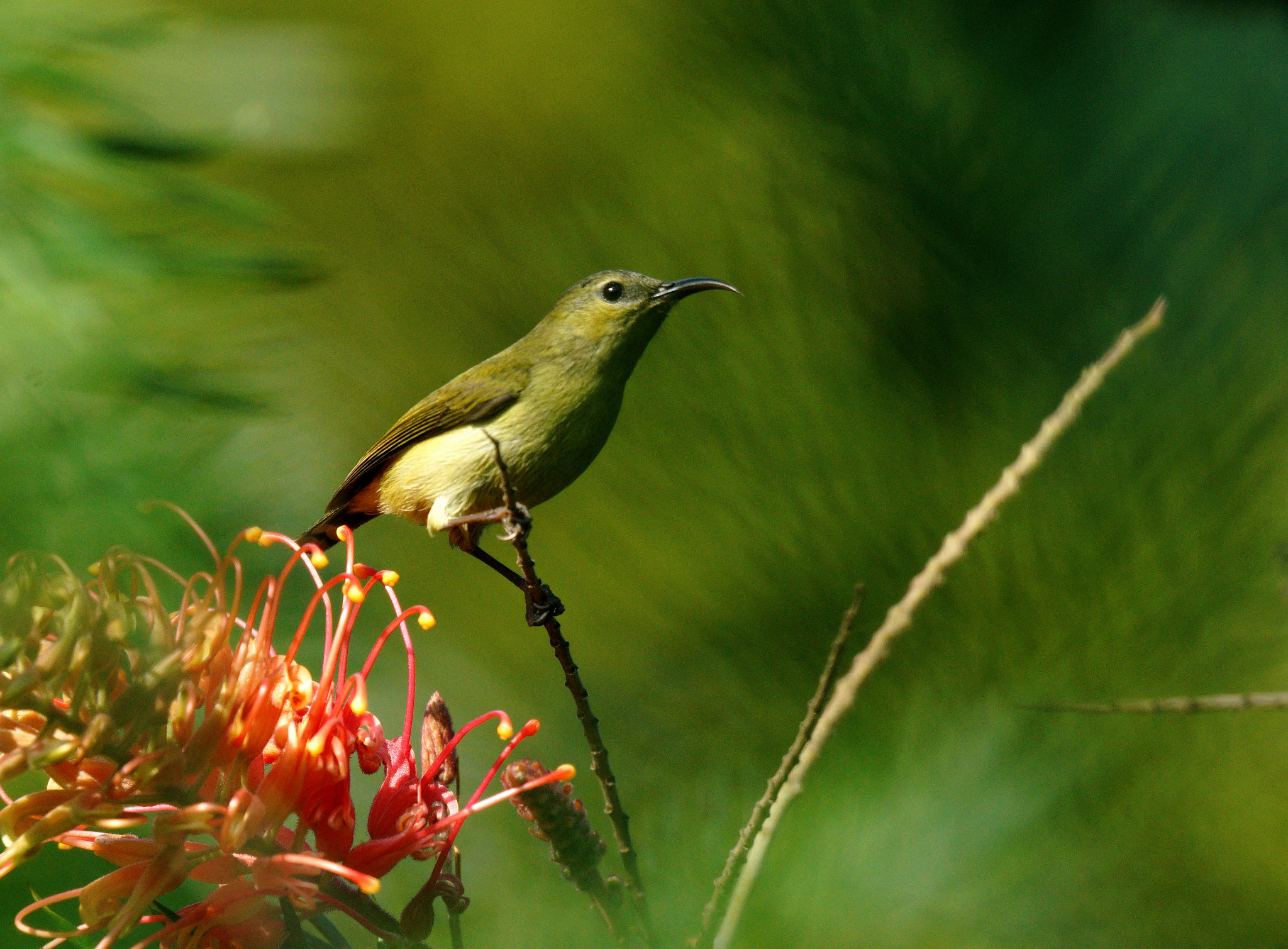 Sony 70-400mm F4-5.6 G SSM II sample photo. Untitled photography