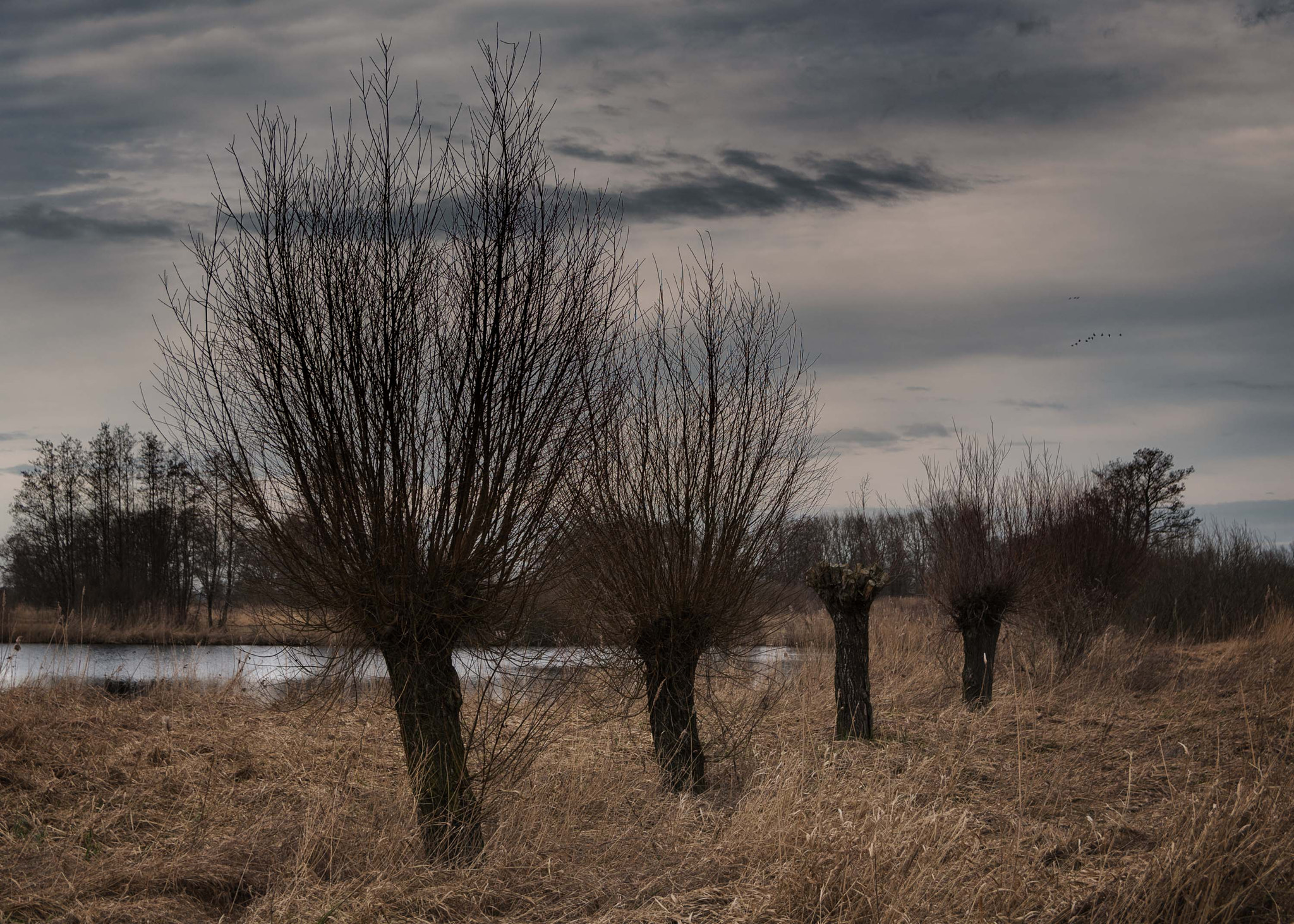 Nikon D500 + Sigma 17-50mm F2.8 EX DC OS HSM sample photo. Landscape with willows photography