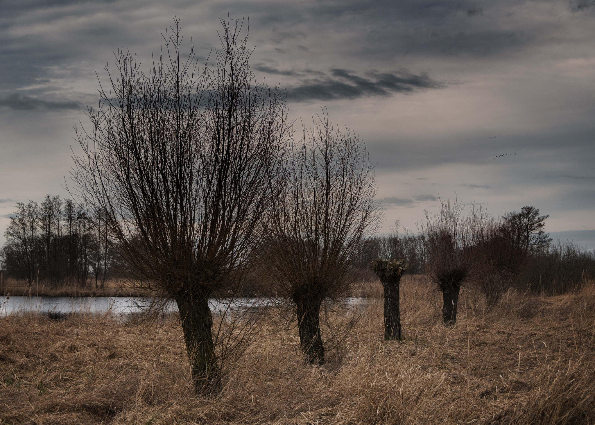 Sigma 17-50mm F2.8 EX DC OS HSM sample photo. Landscape with willows photography